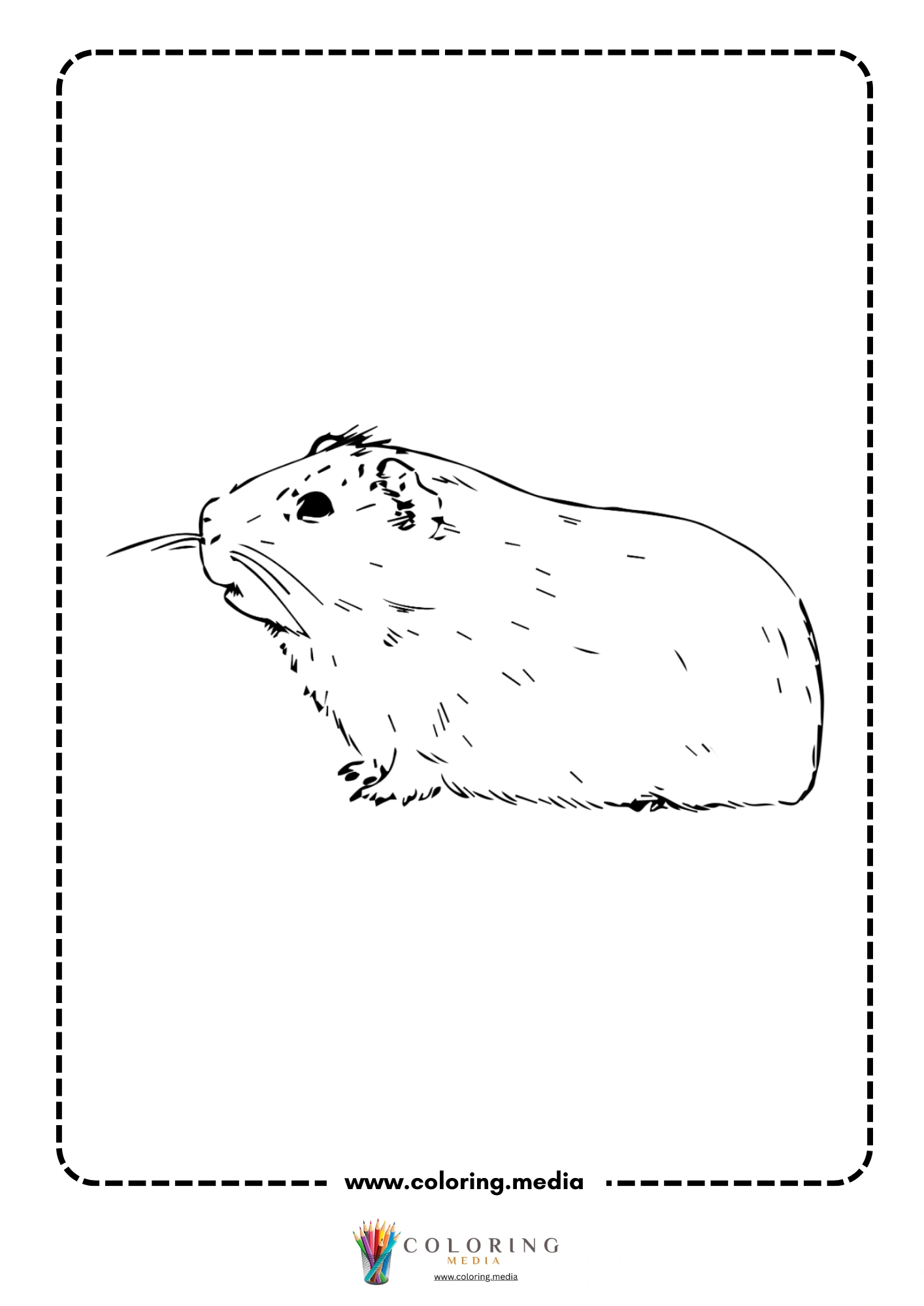 Small young guinea pig