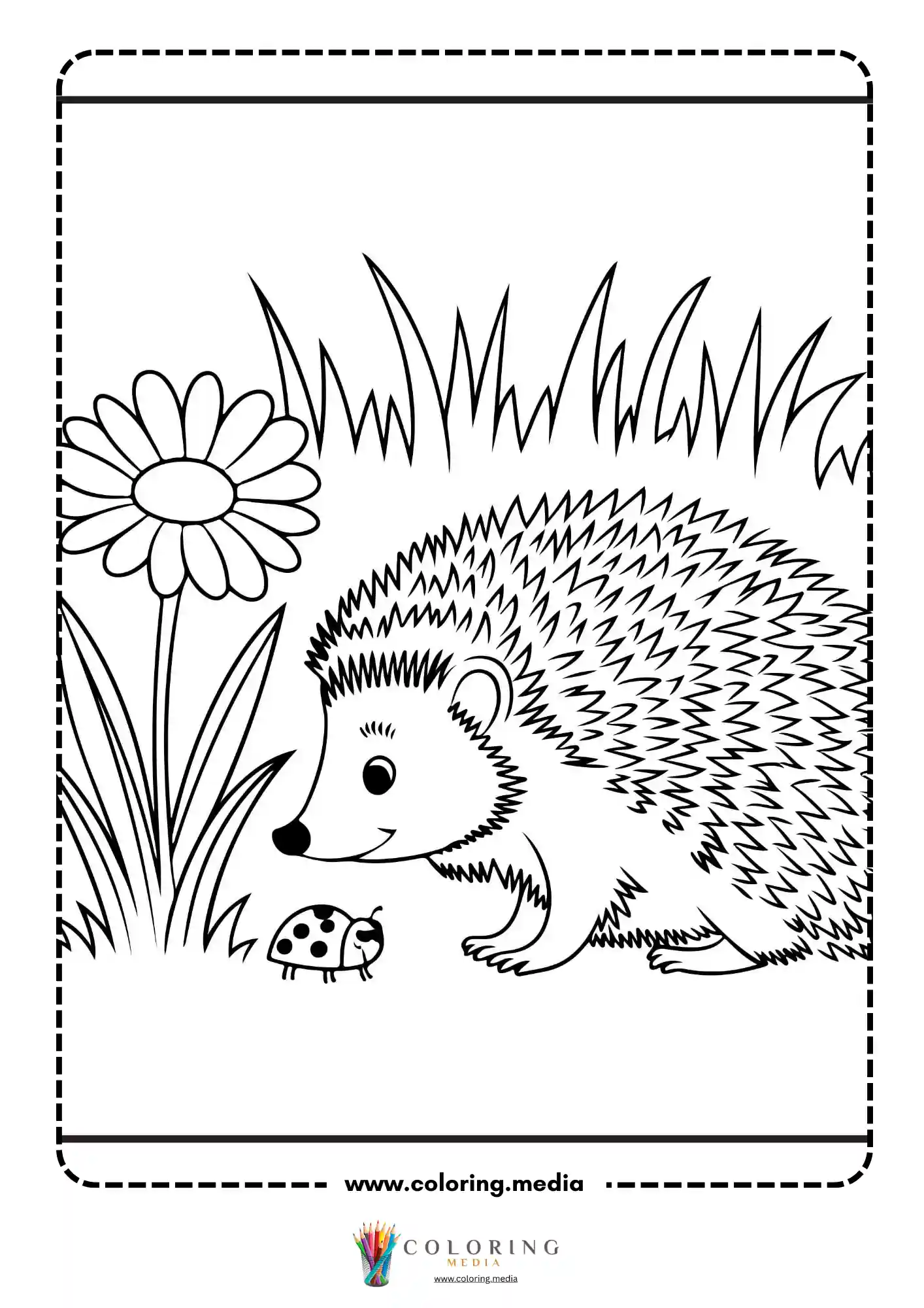 Hedgehog in garden near daisy and ladybug in grass