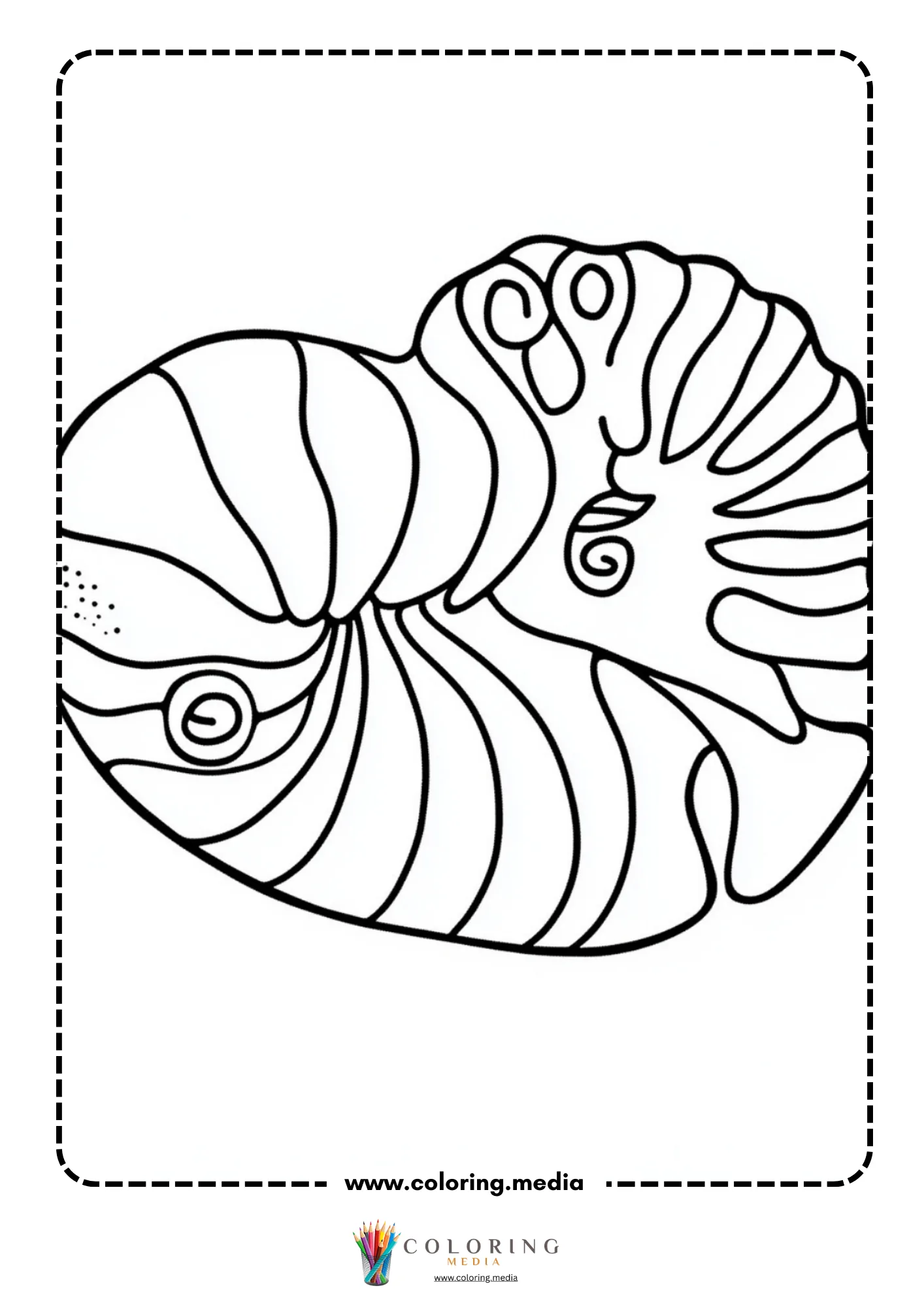 Nautilus shell with spiral stripe pattern close-up view