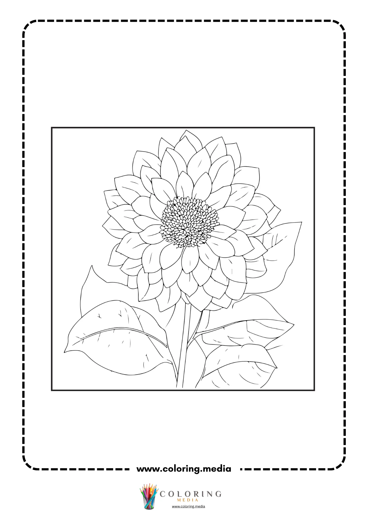 Large dahlia flower with broad leaves