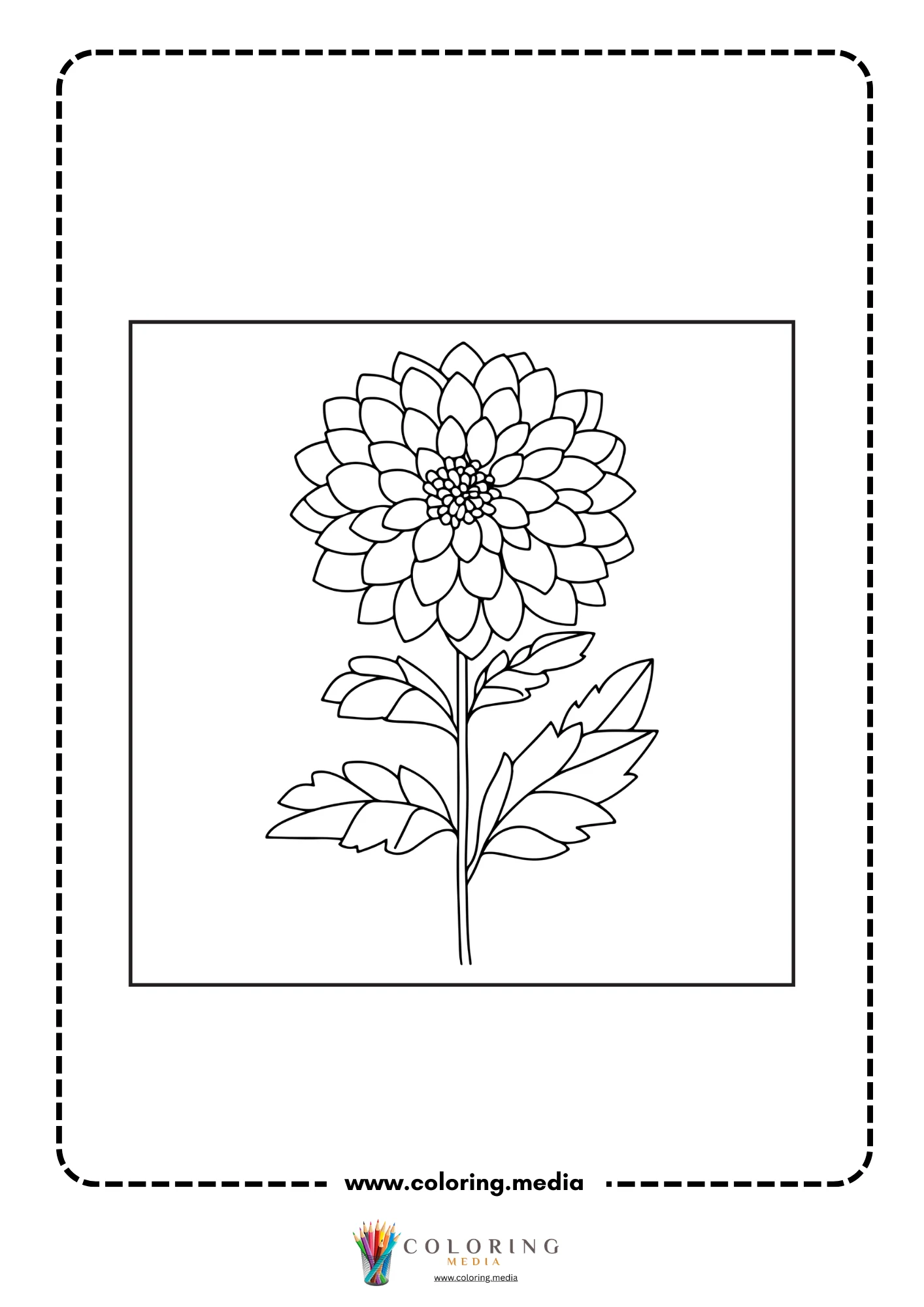 Centered dahlia flower head with many petals