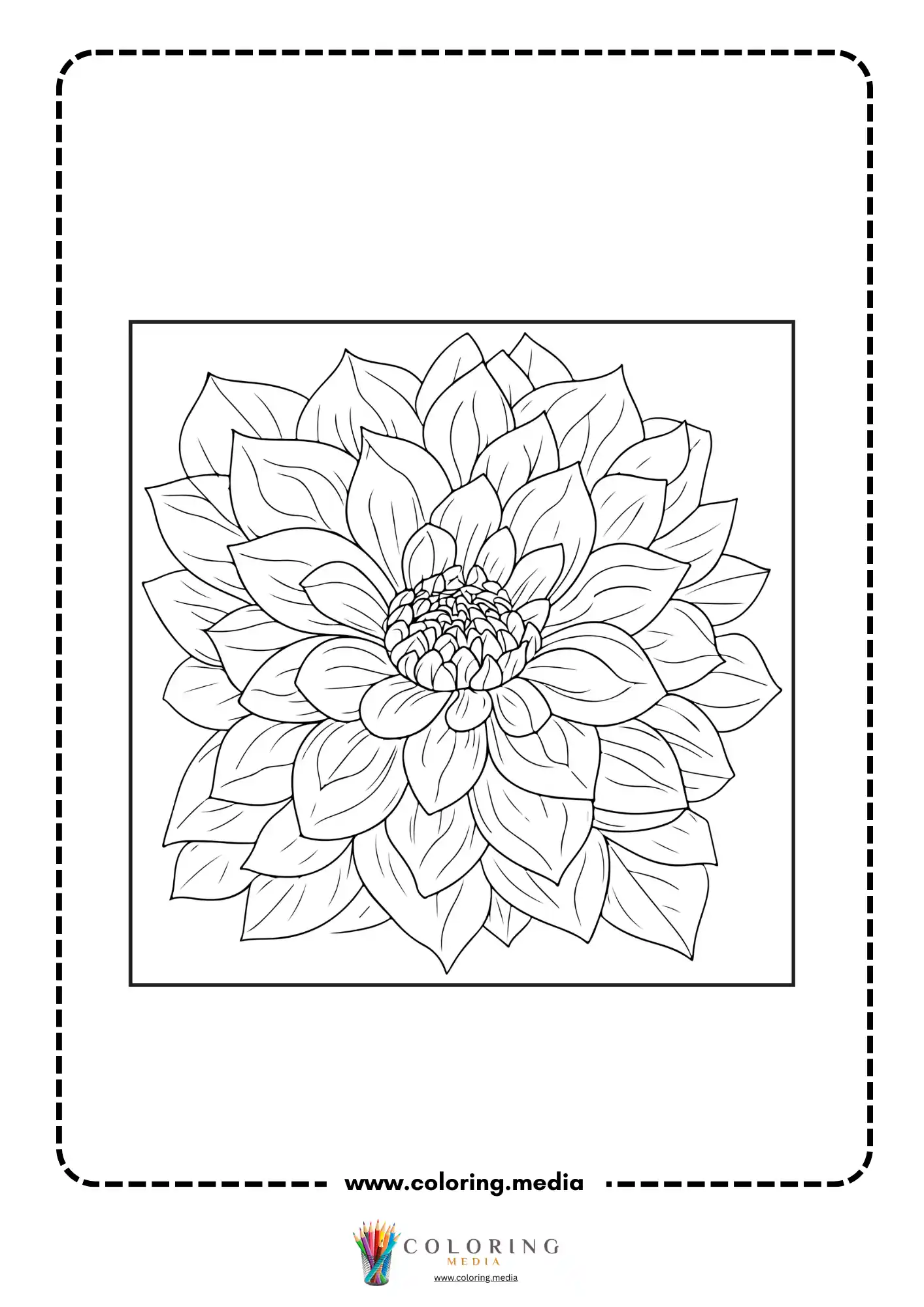 Dahlia flower plant with full leaves