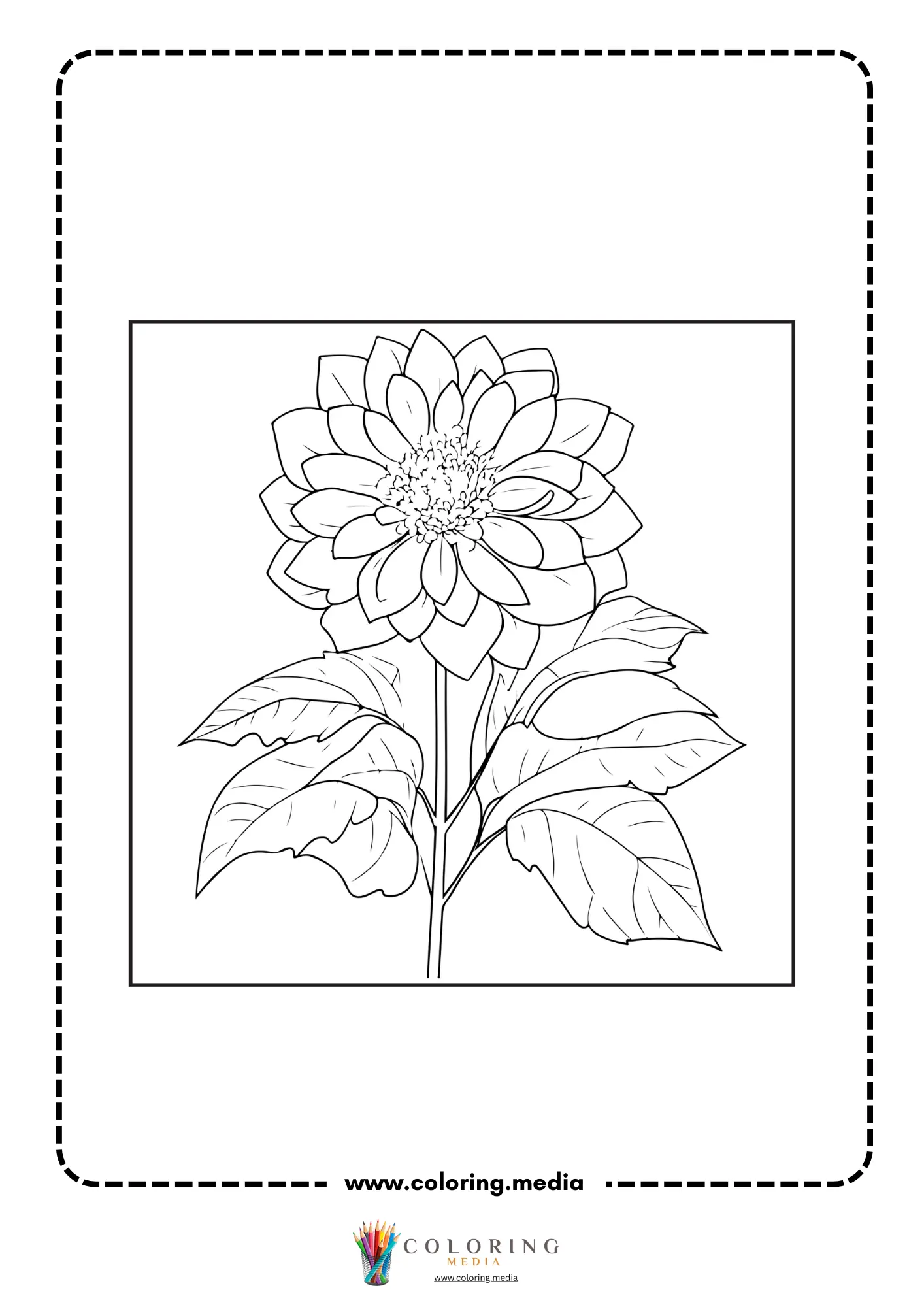 Large pointed-petal dahlia flower