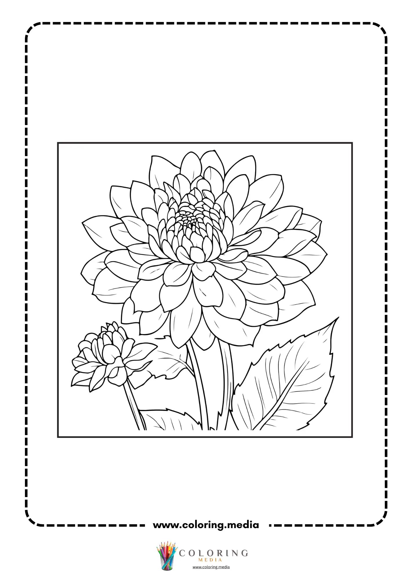 Layered dahlia flower close-up