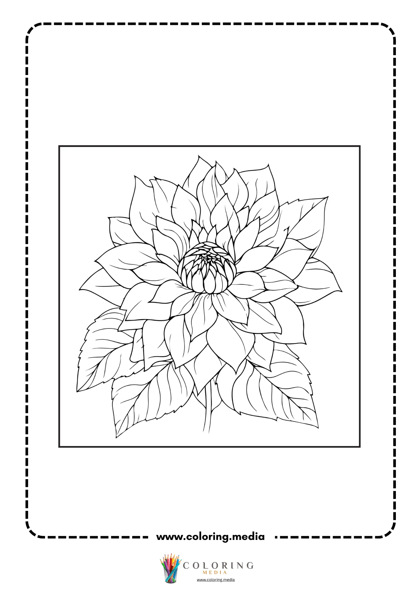 Dahlia flower with layered petals and leaves