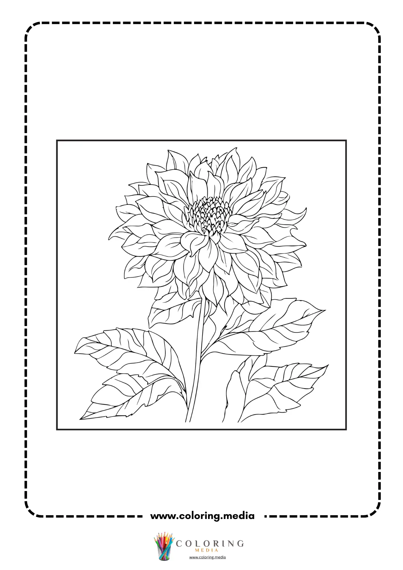 Dahlia flower with smaller side blossom