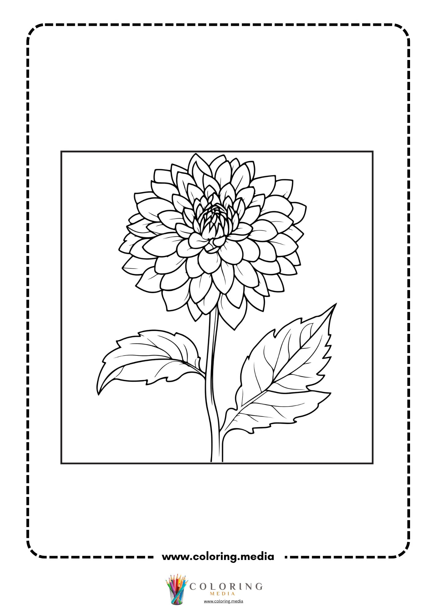Dahlia flower with broad pointed petals