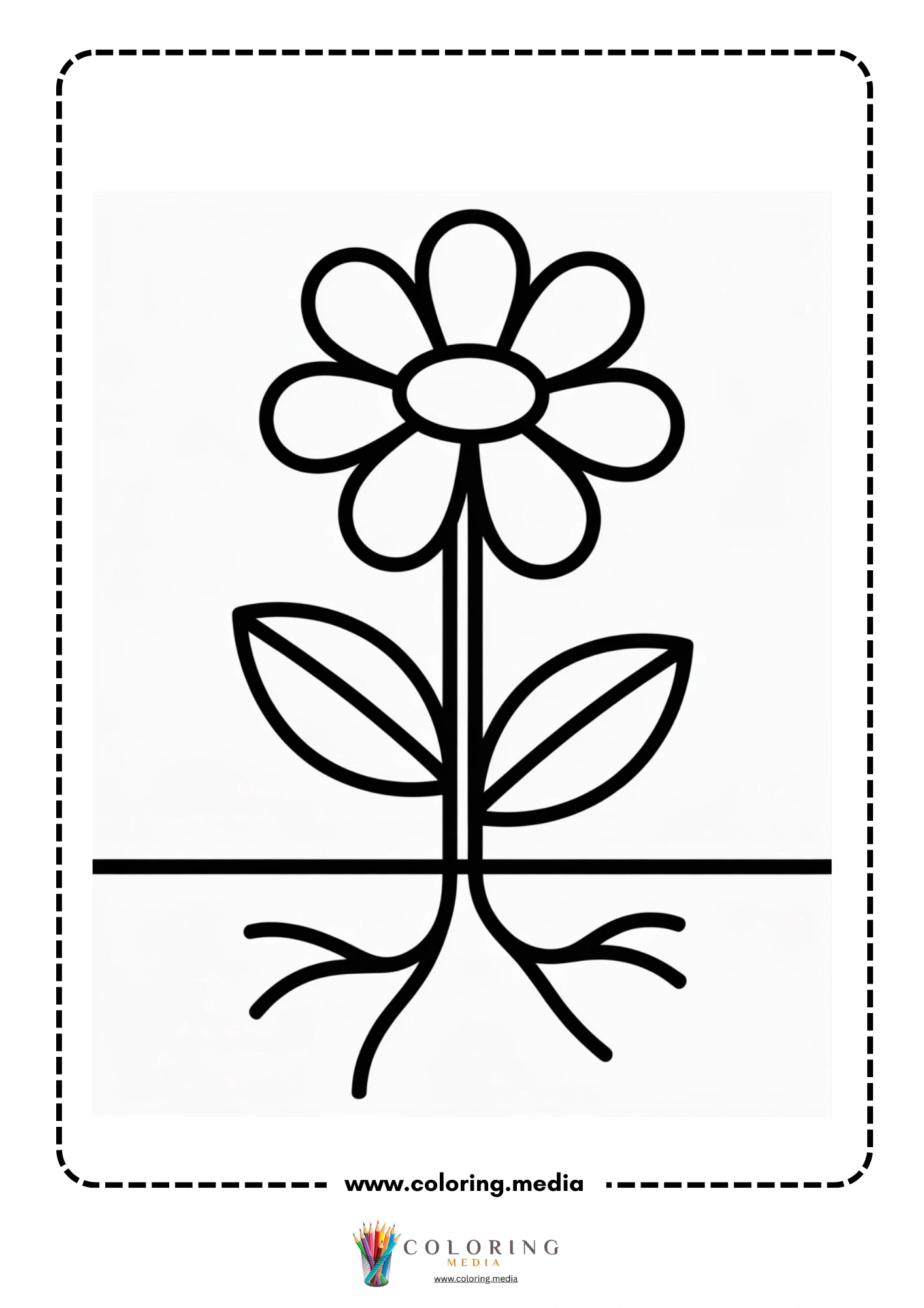 Daisy flower with roots and leaves