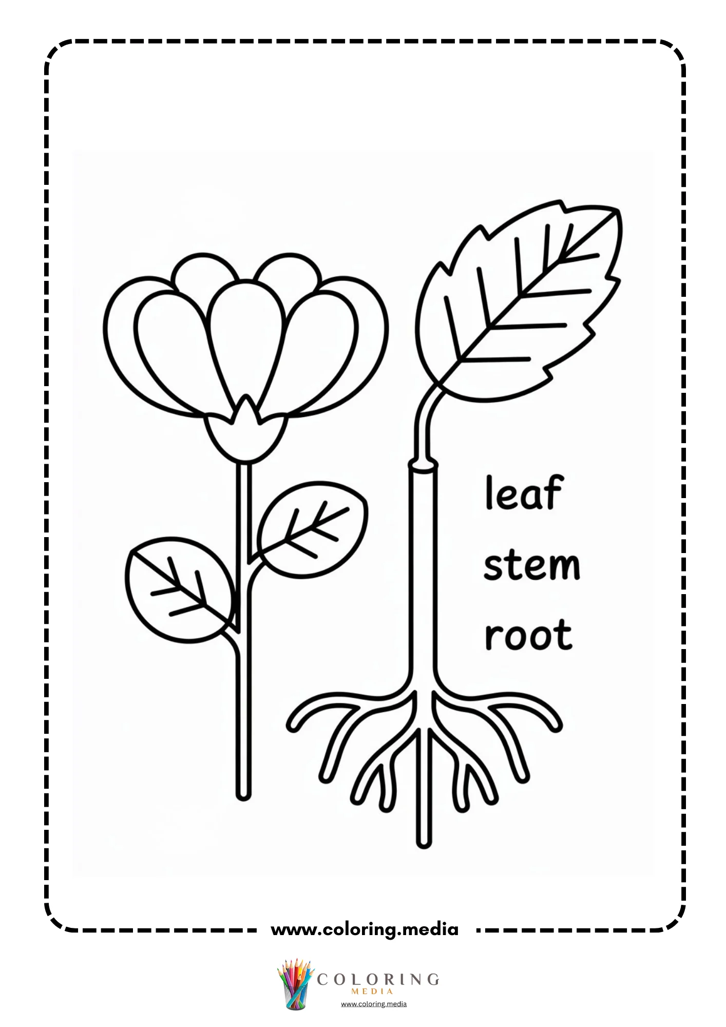 Separate flower leaves stem and roots