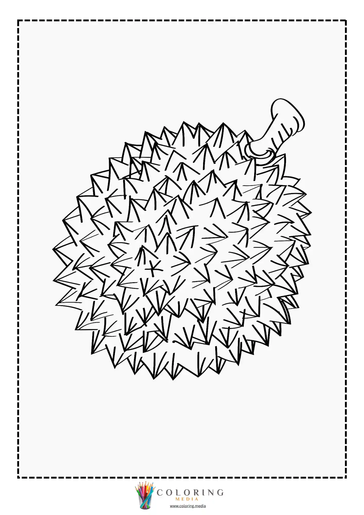 Spiky durian fruit with stem