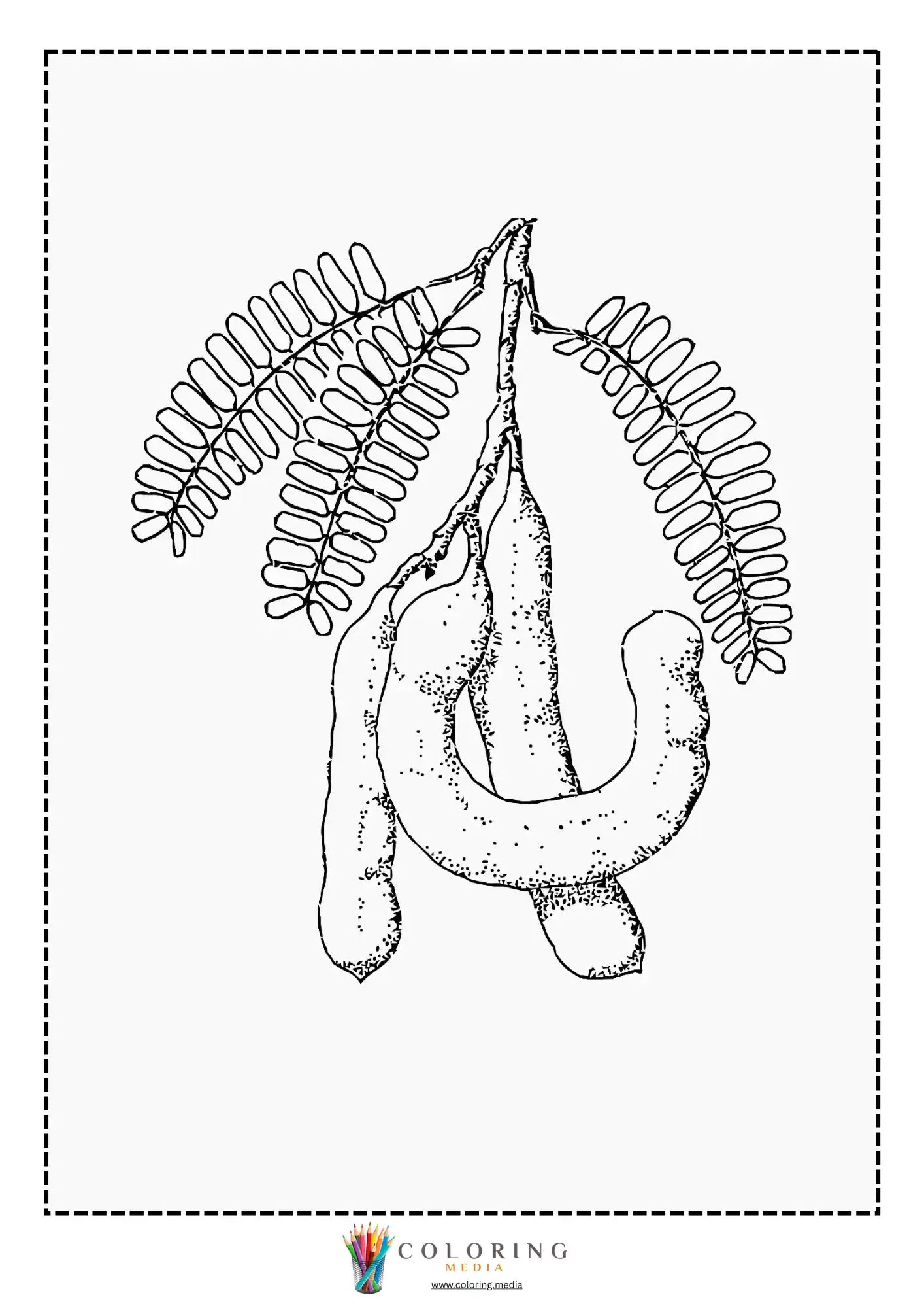 Tamarind pods with leafy branch