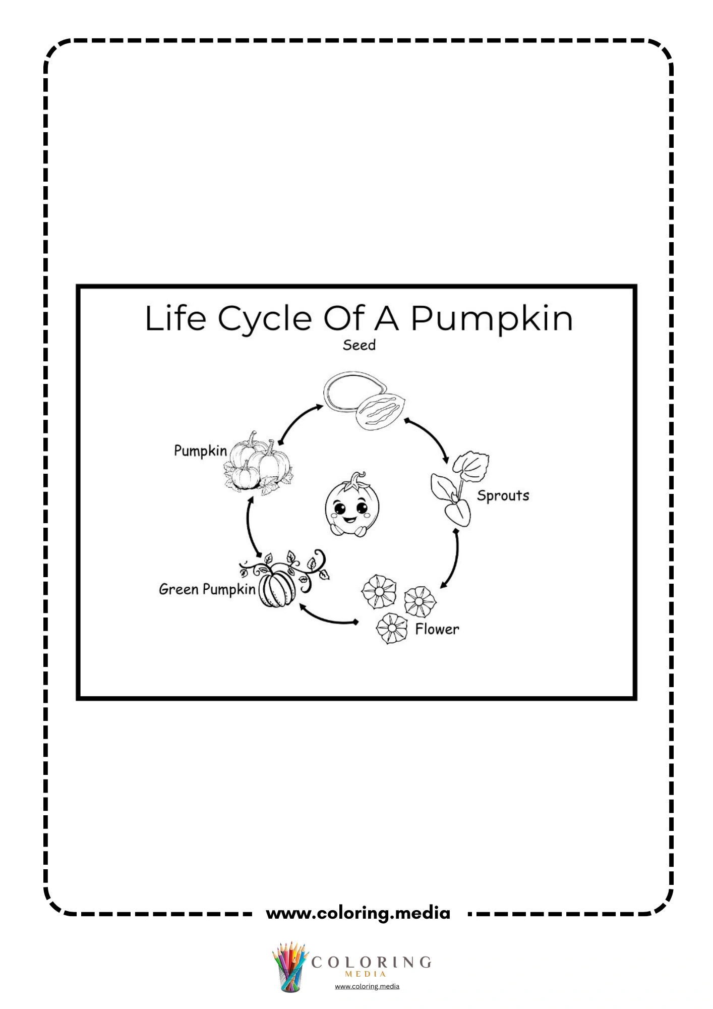 Pumpkin life cycle diagram worksheet