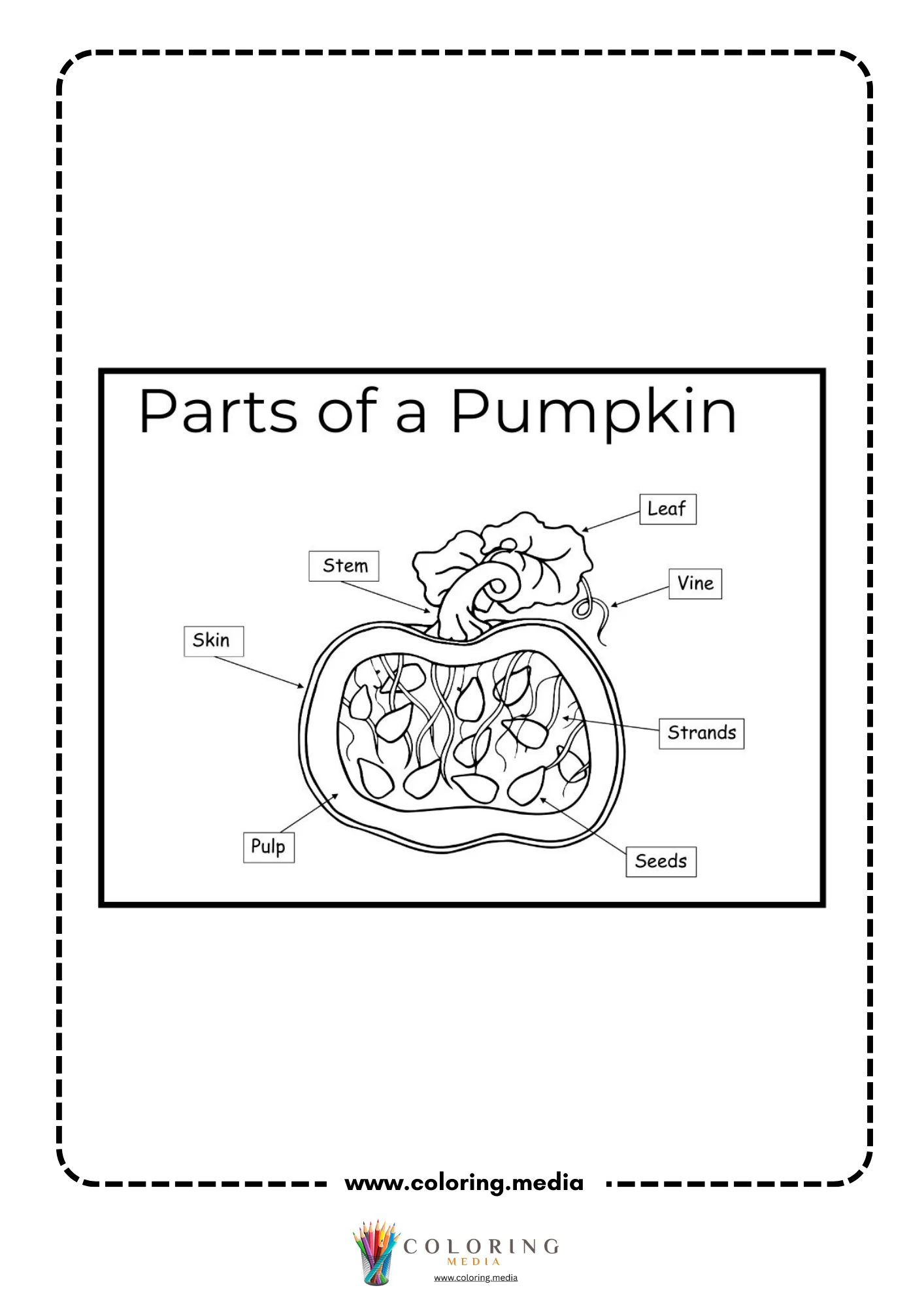 Parts of a pumpkin labeled diagram