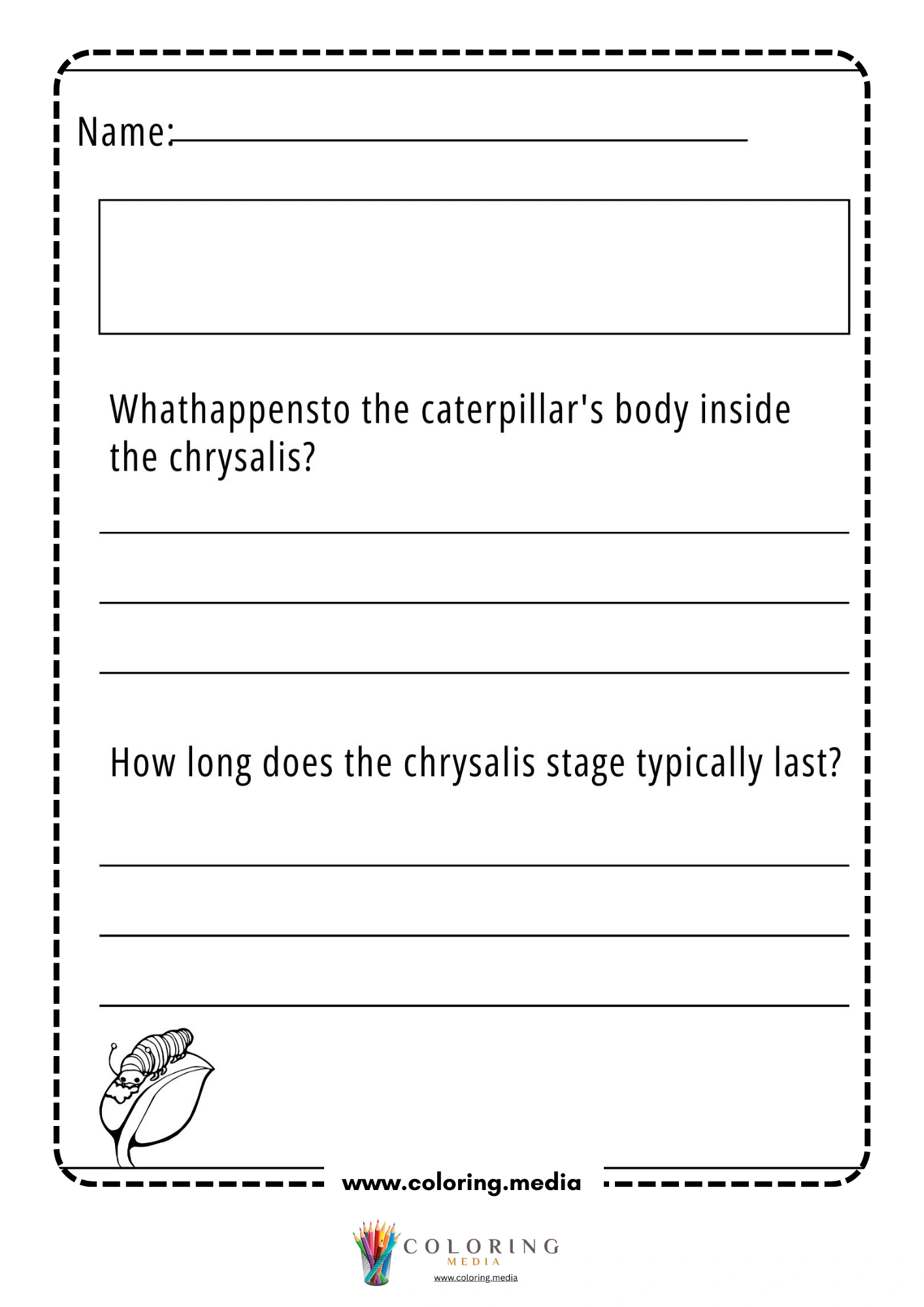 Butterfly chrysalis questions