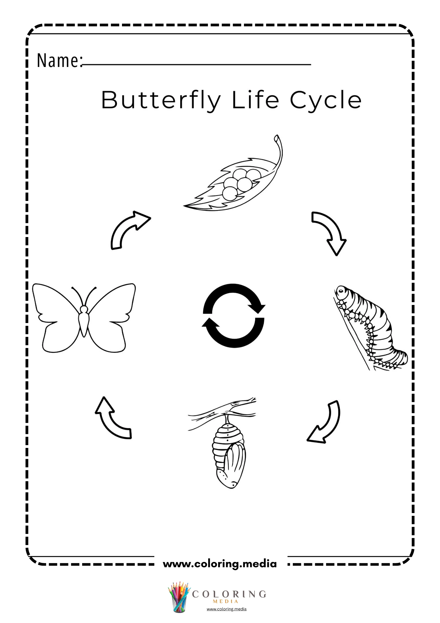 Butterfly life cycle picture order