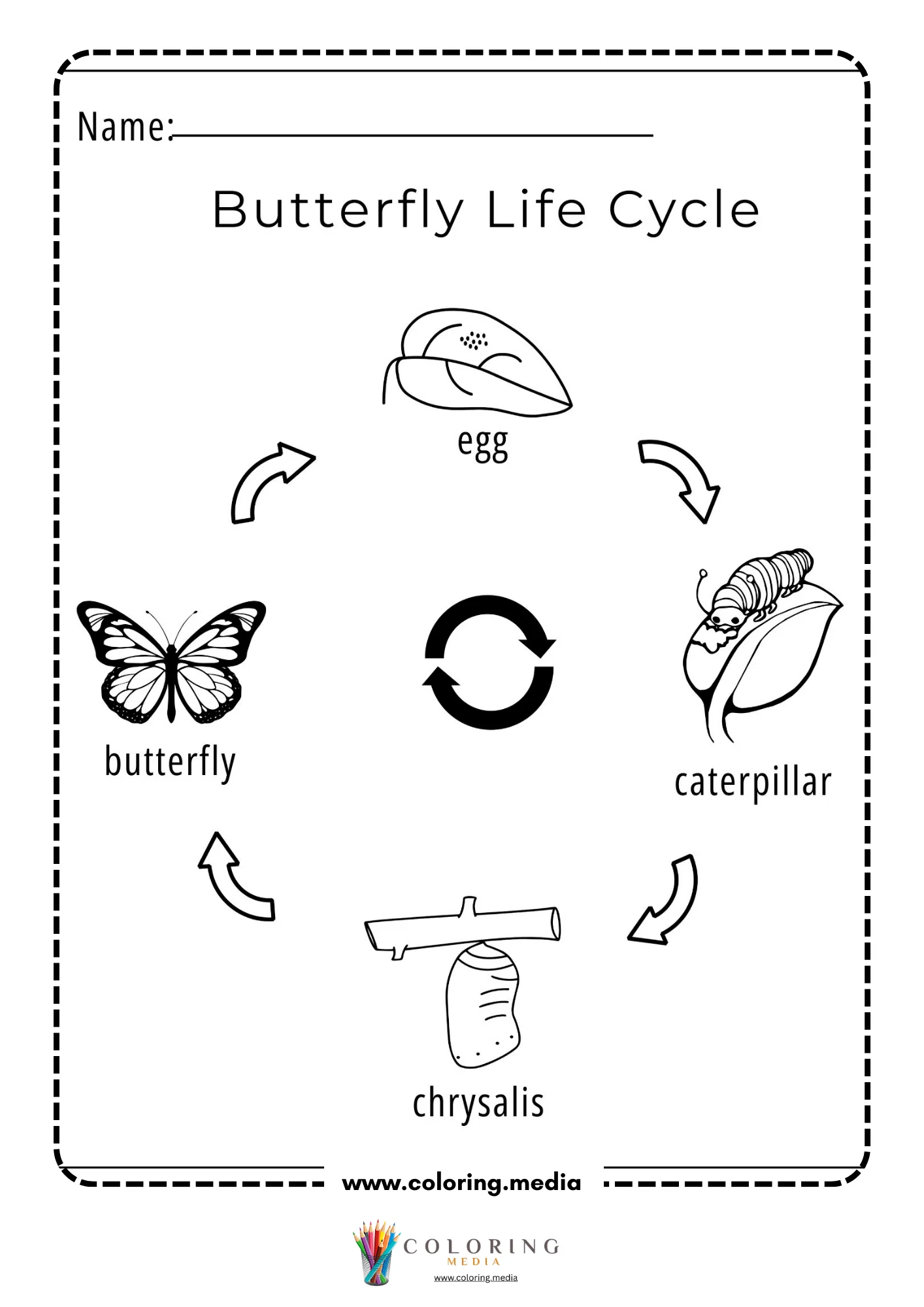 Butterfly life cycle labeled chart