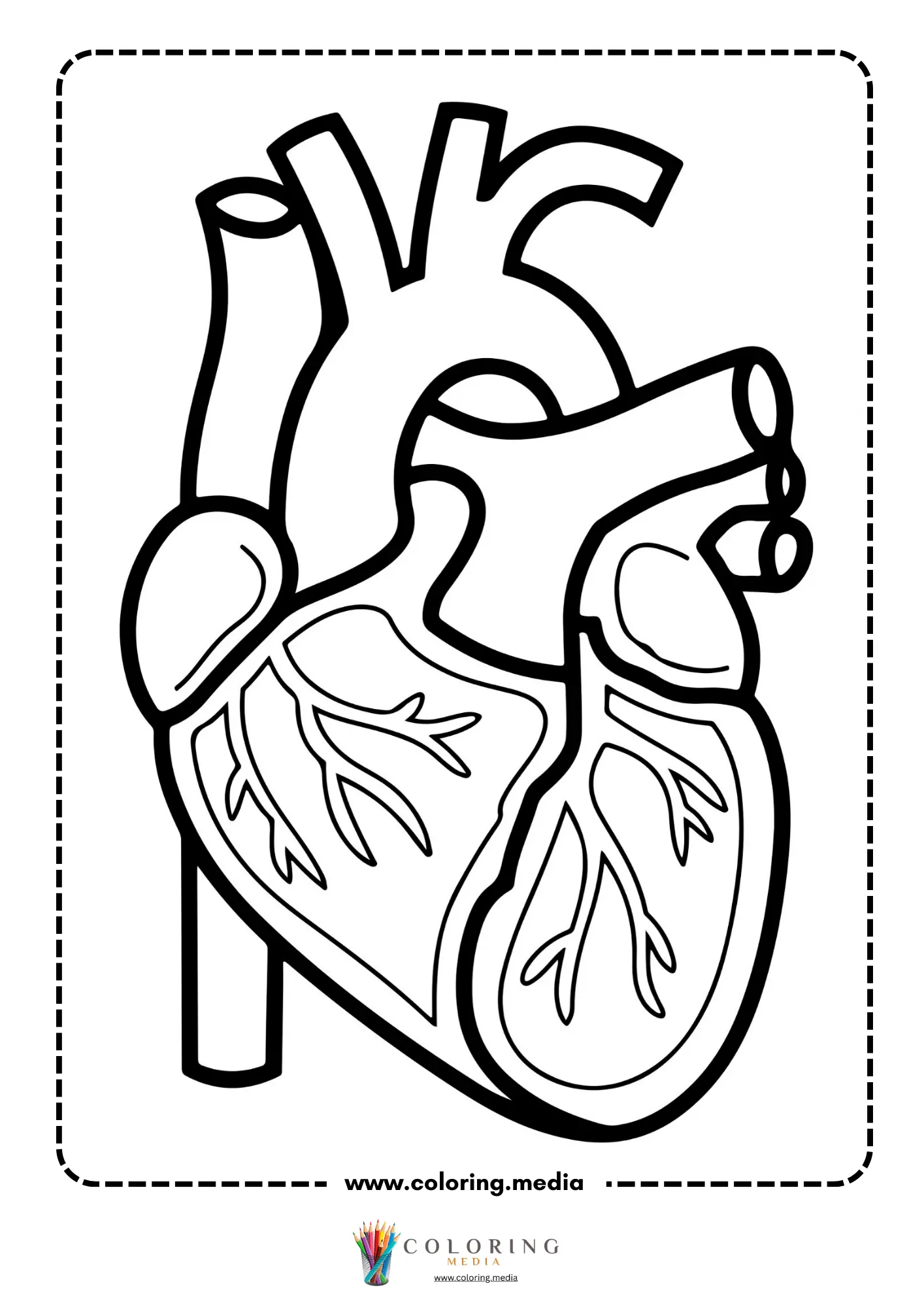 Human heart anatomy diagram
