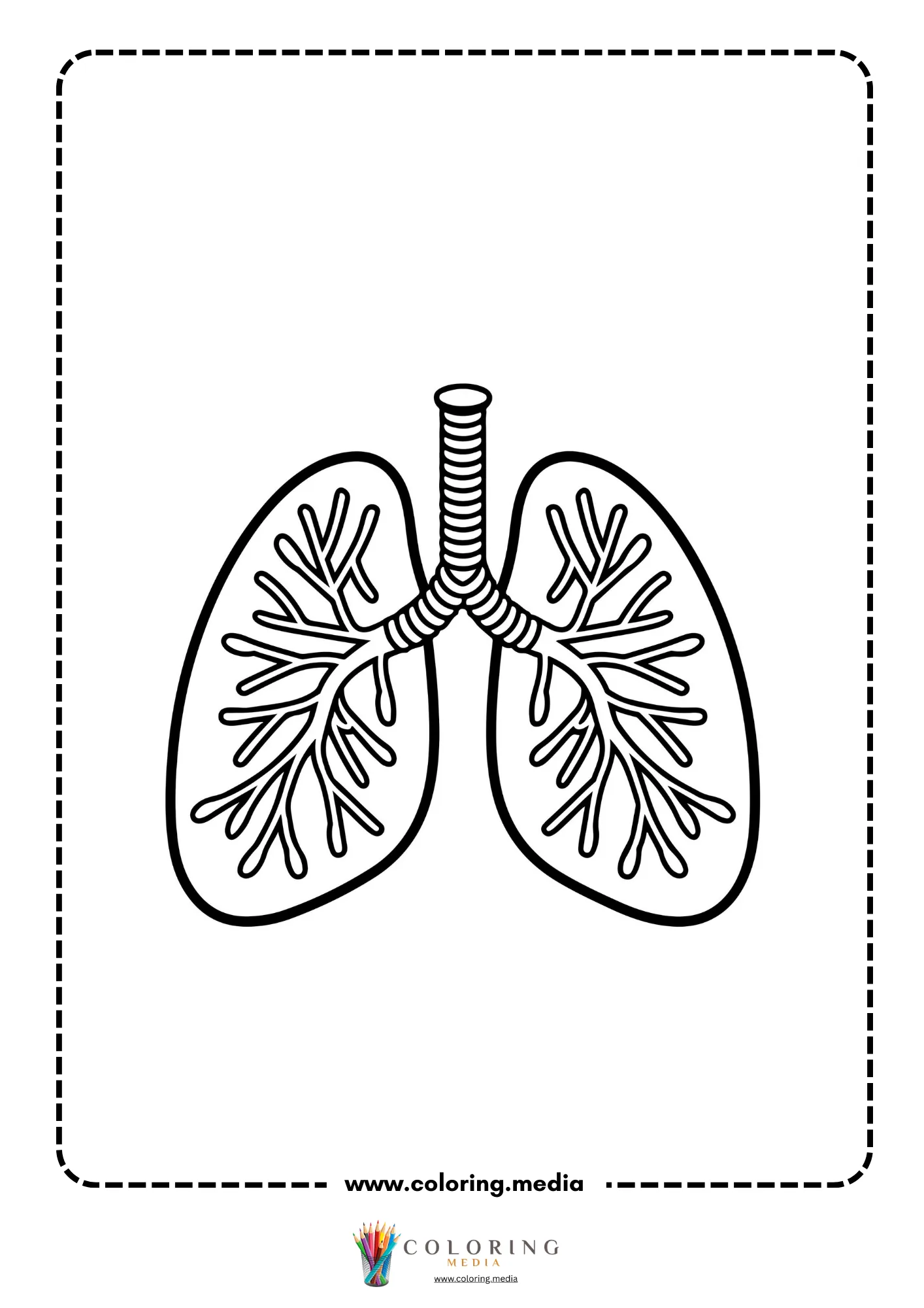 Lung anatomy diagram