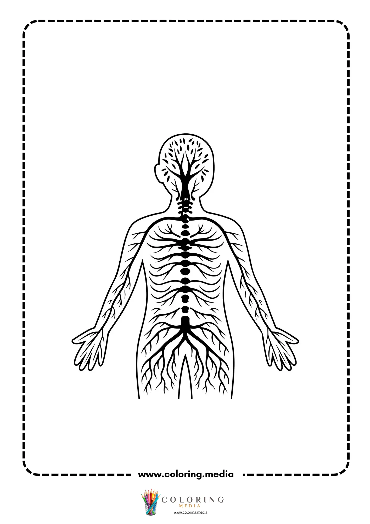Human nervous system