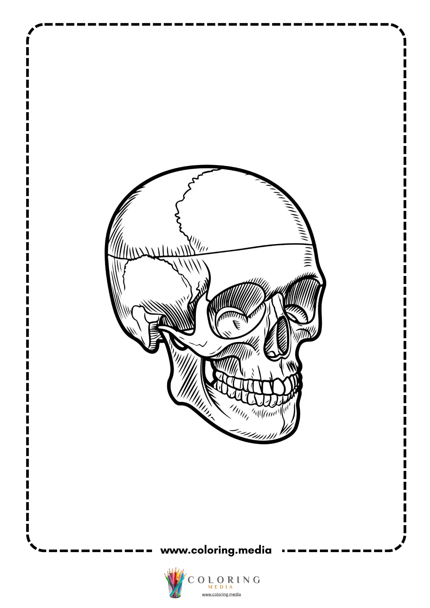 Human skull side view