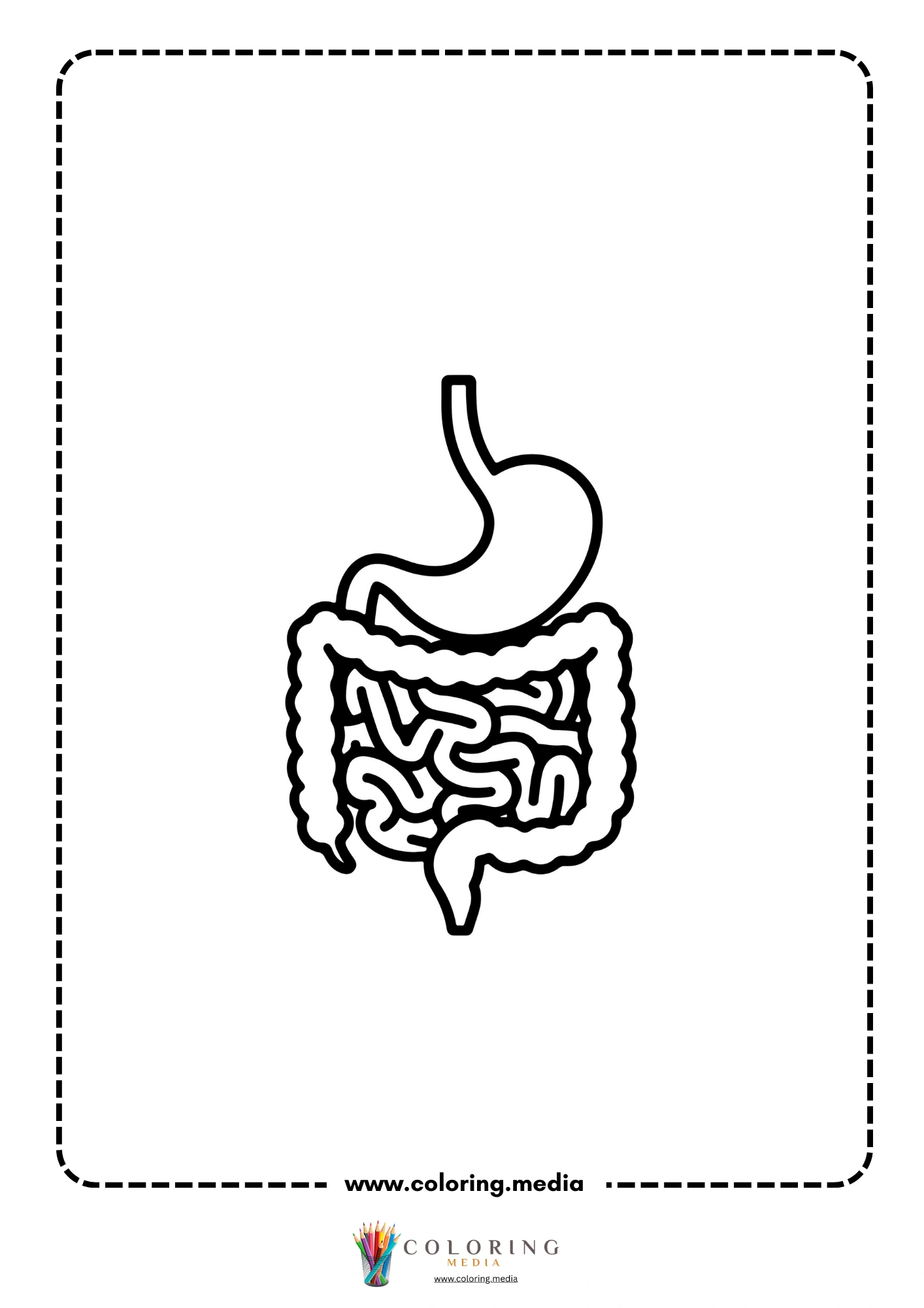 Digestive system diagram