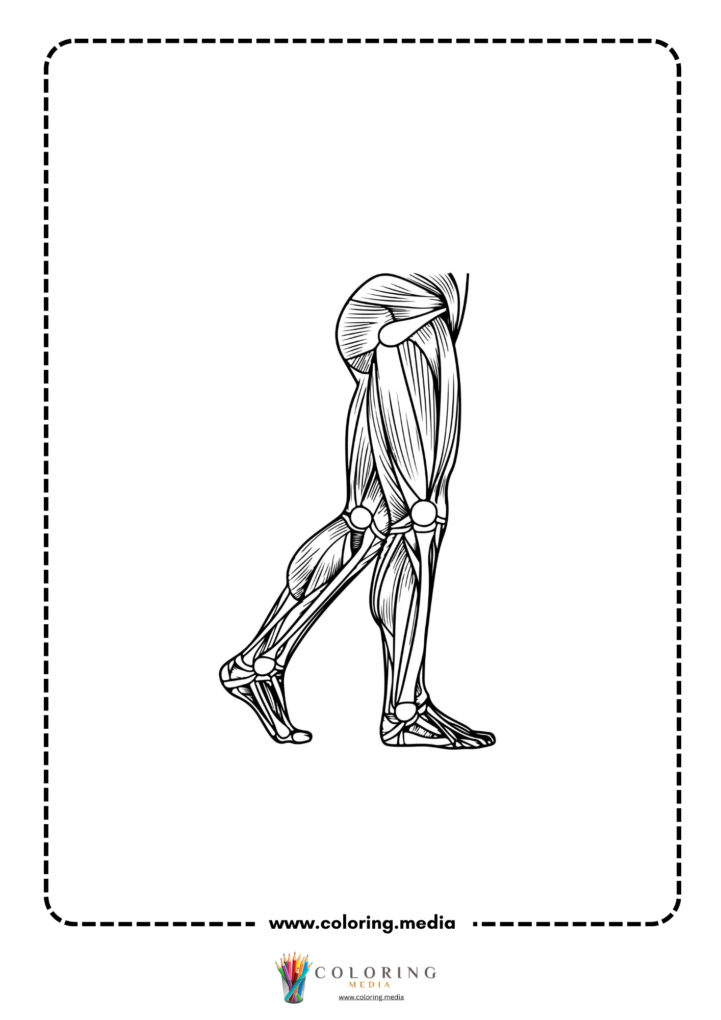 Leg muscle anatomy