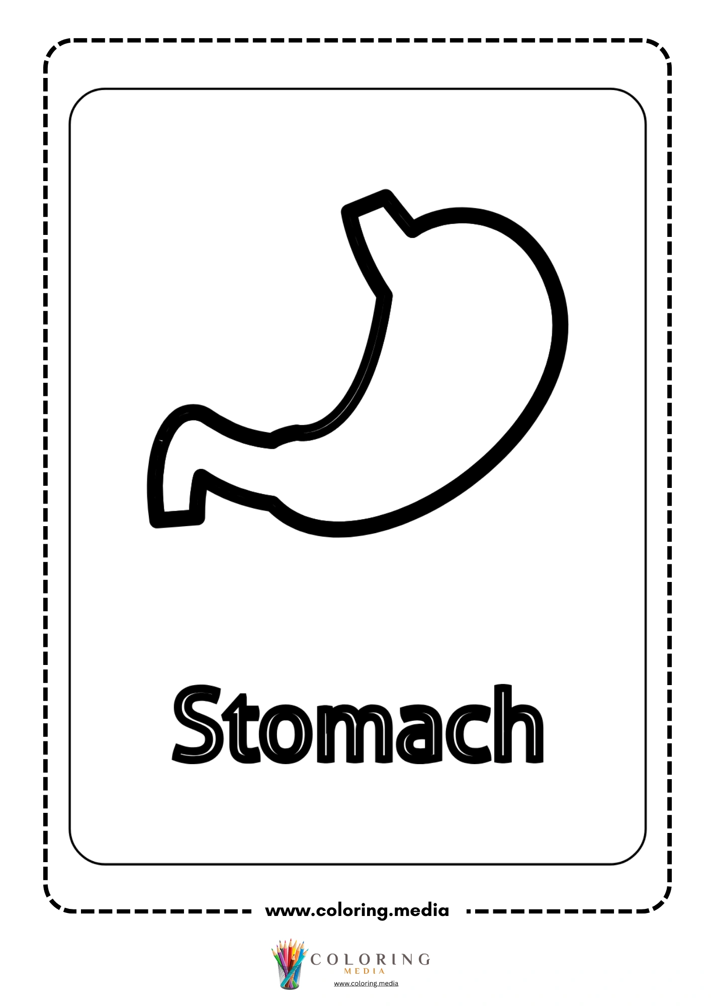 Stomach body part outline
