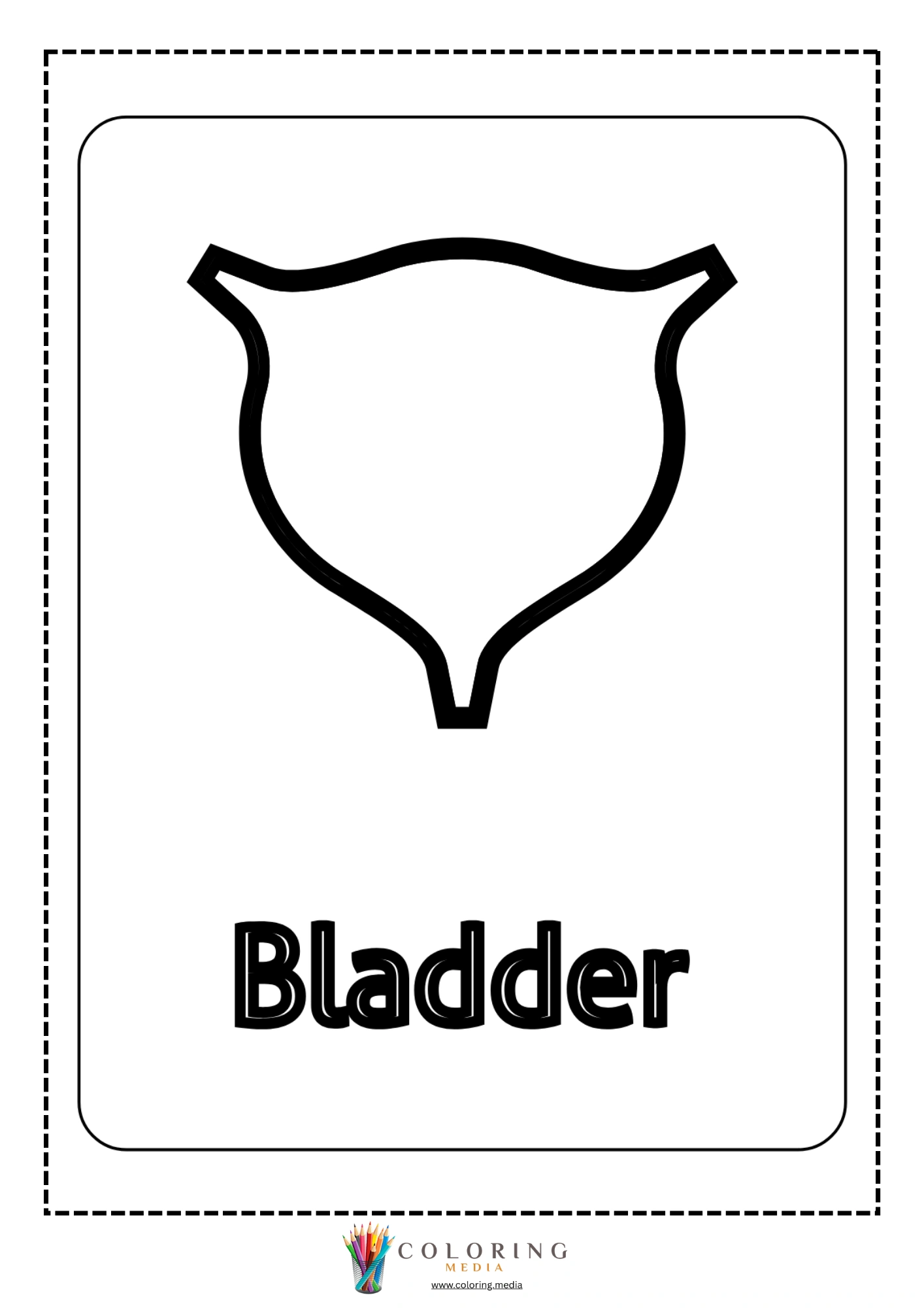 Bladder body part outline