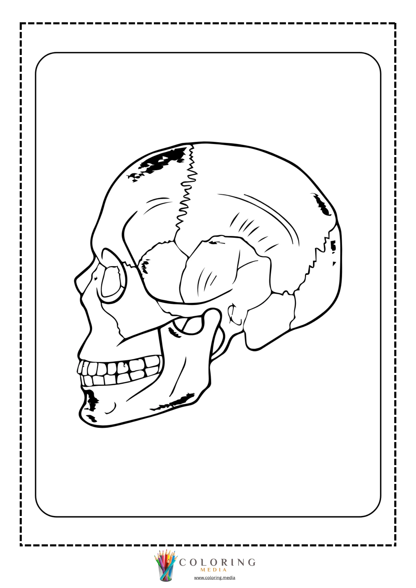 Human skull anatomy