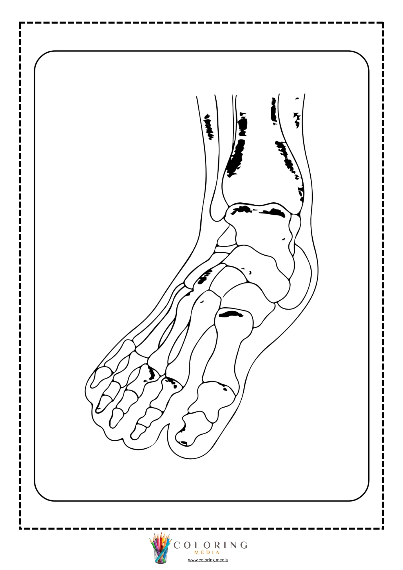 Foot bone anatomy