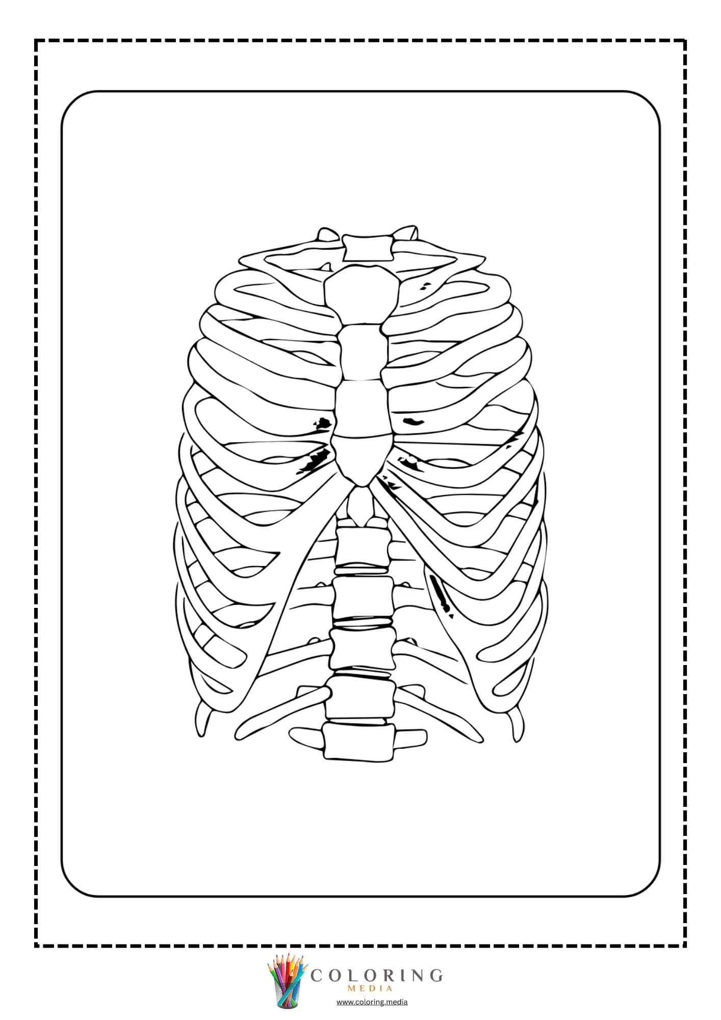 Rib cage anatomy