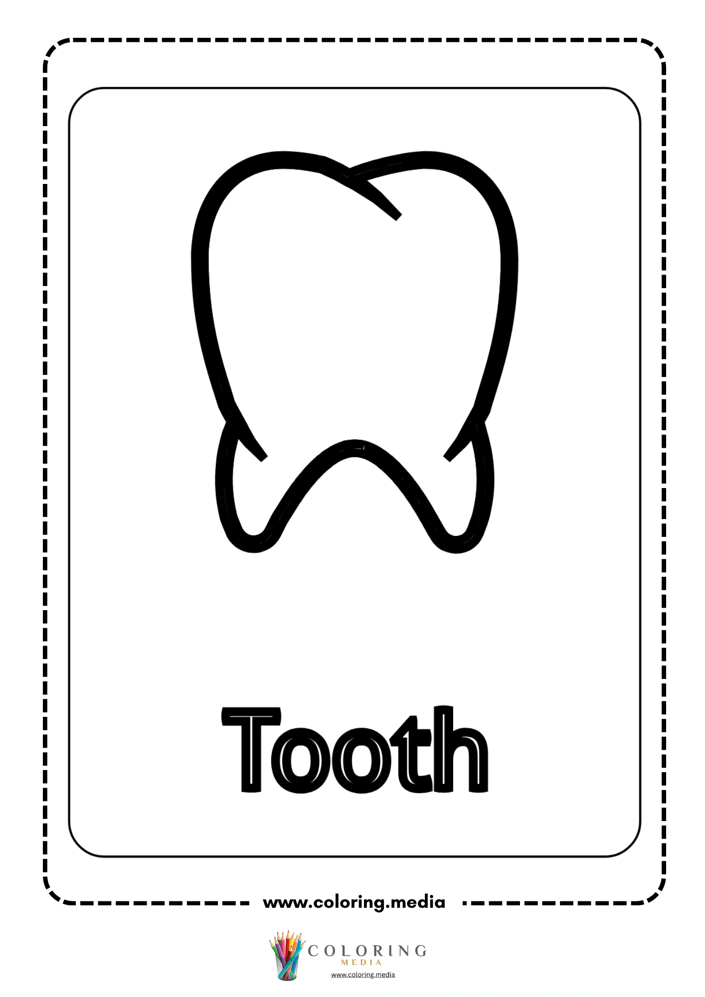 Tooth body part outline