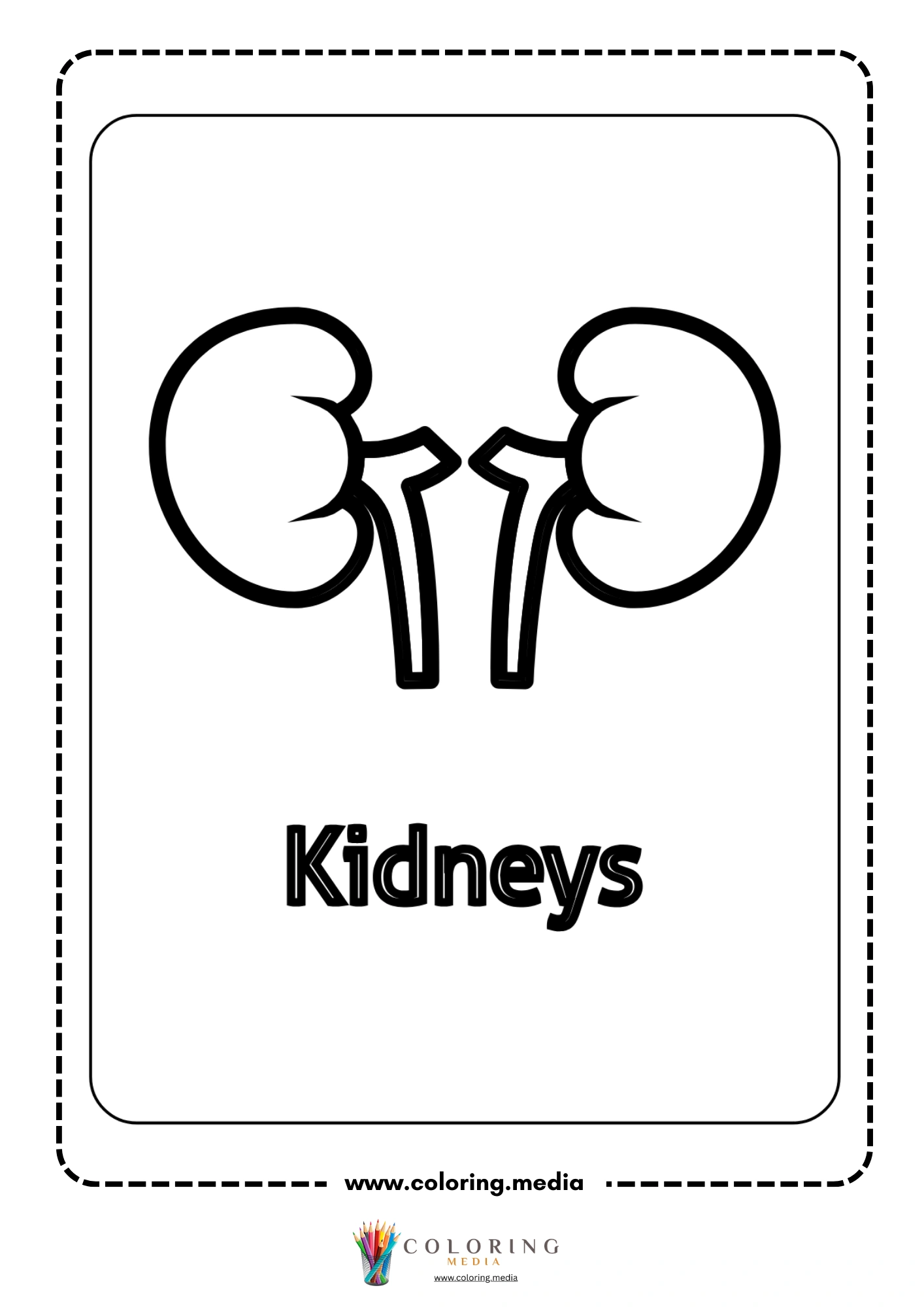 Kidneys body part outline