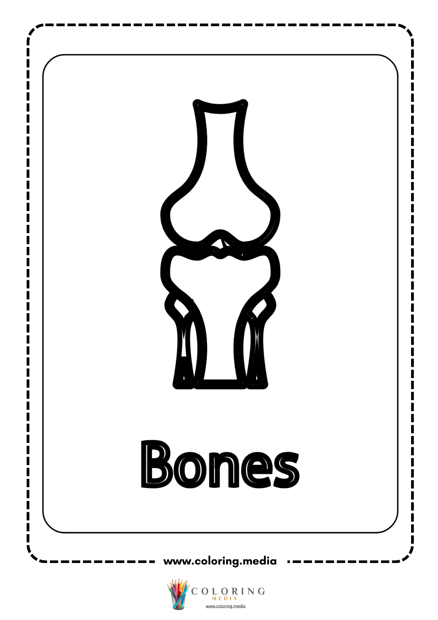 Bones joint anatomy