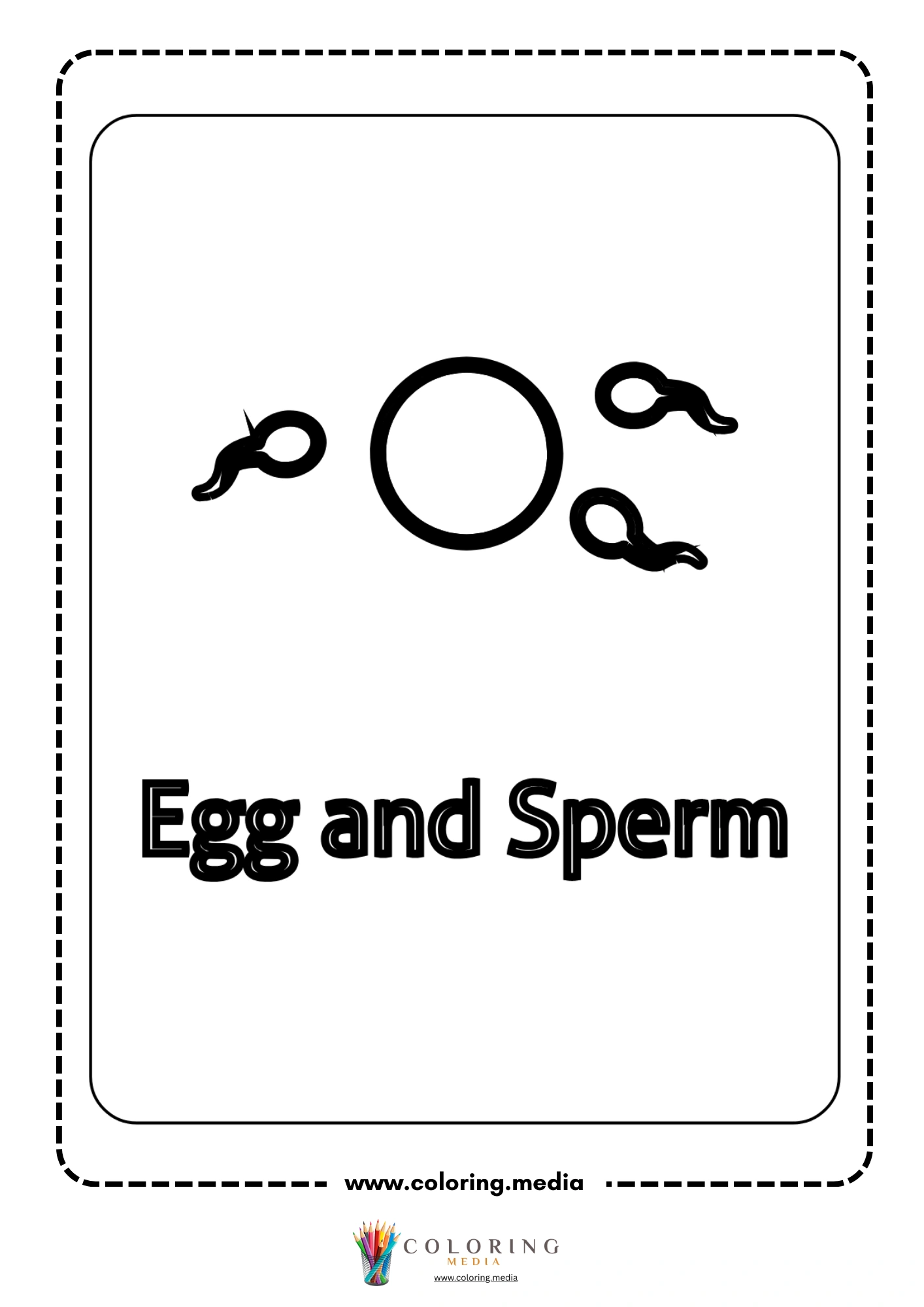 Egg and sperm cells