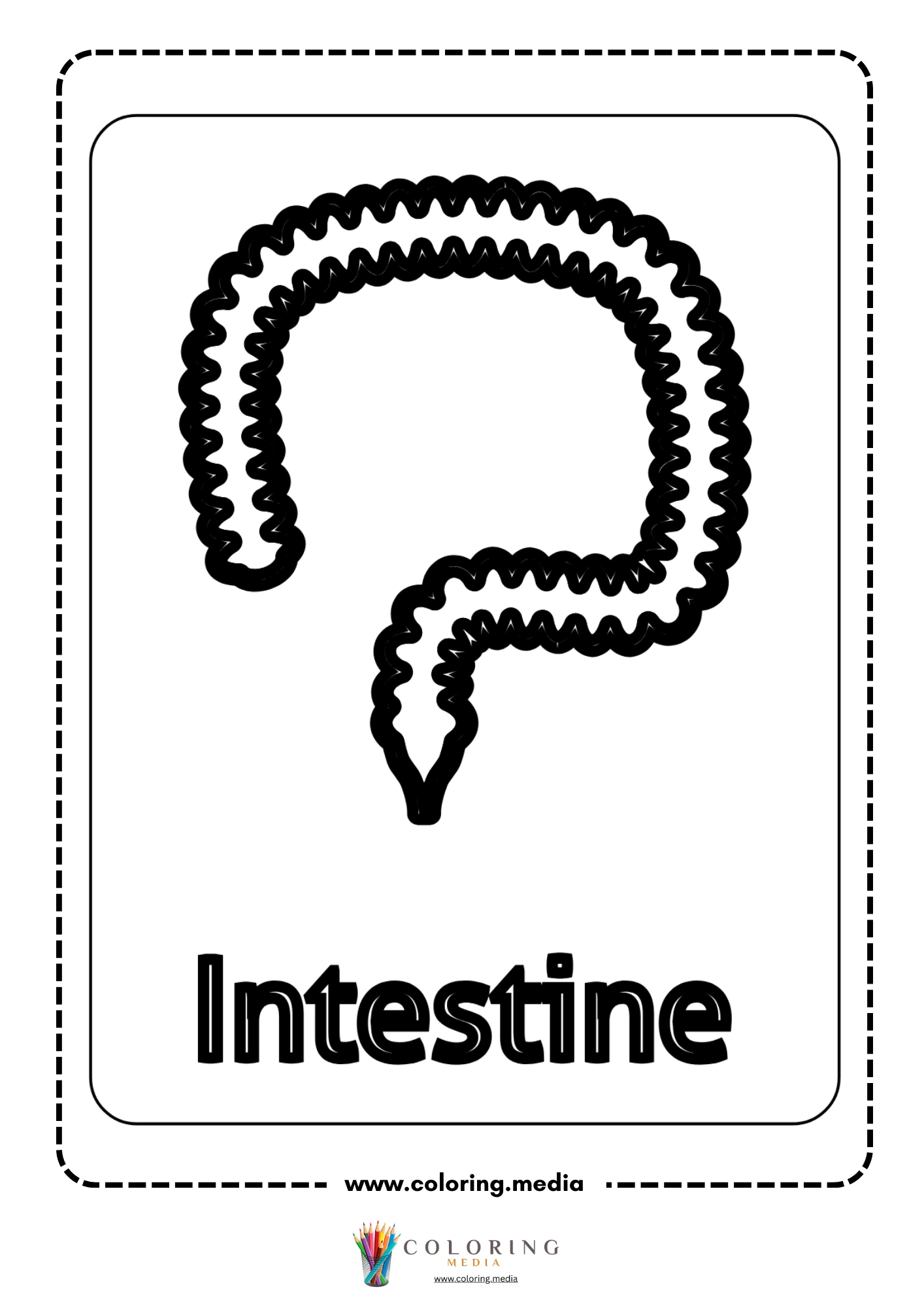 Intestine body part outline