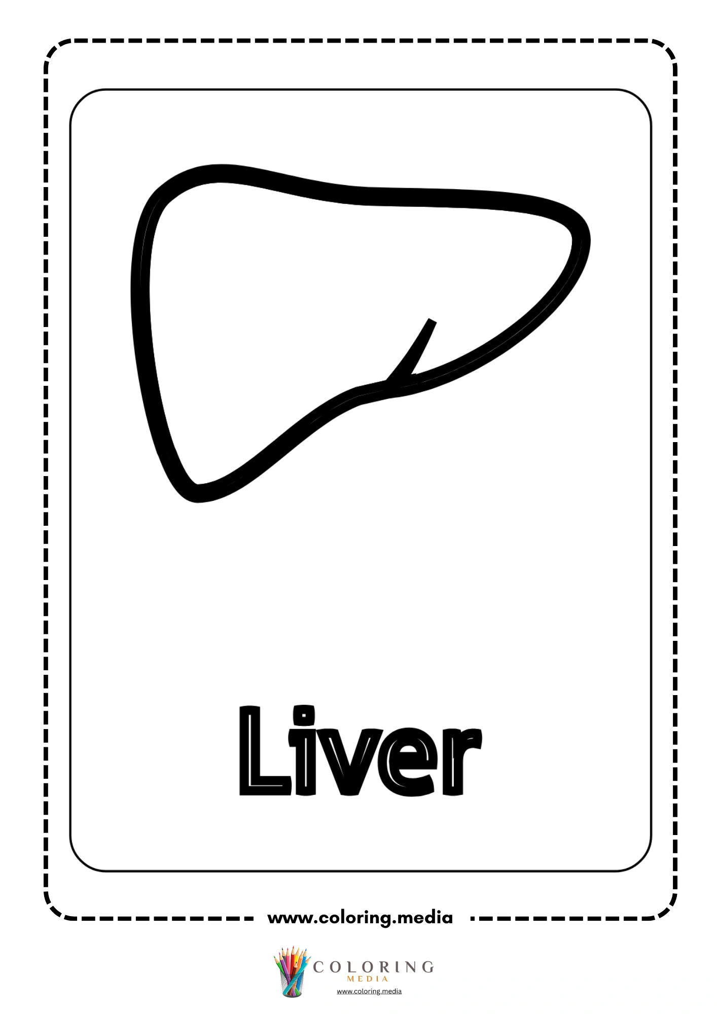 Liver body part outline