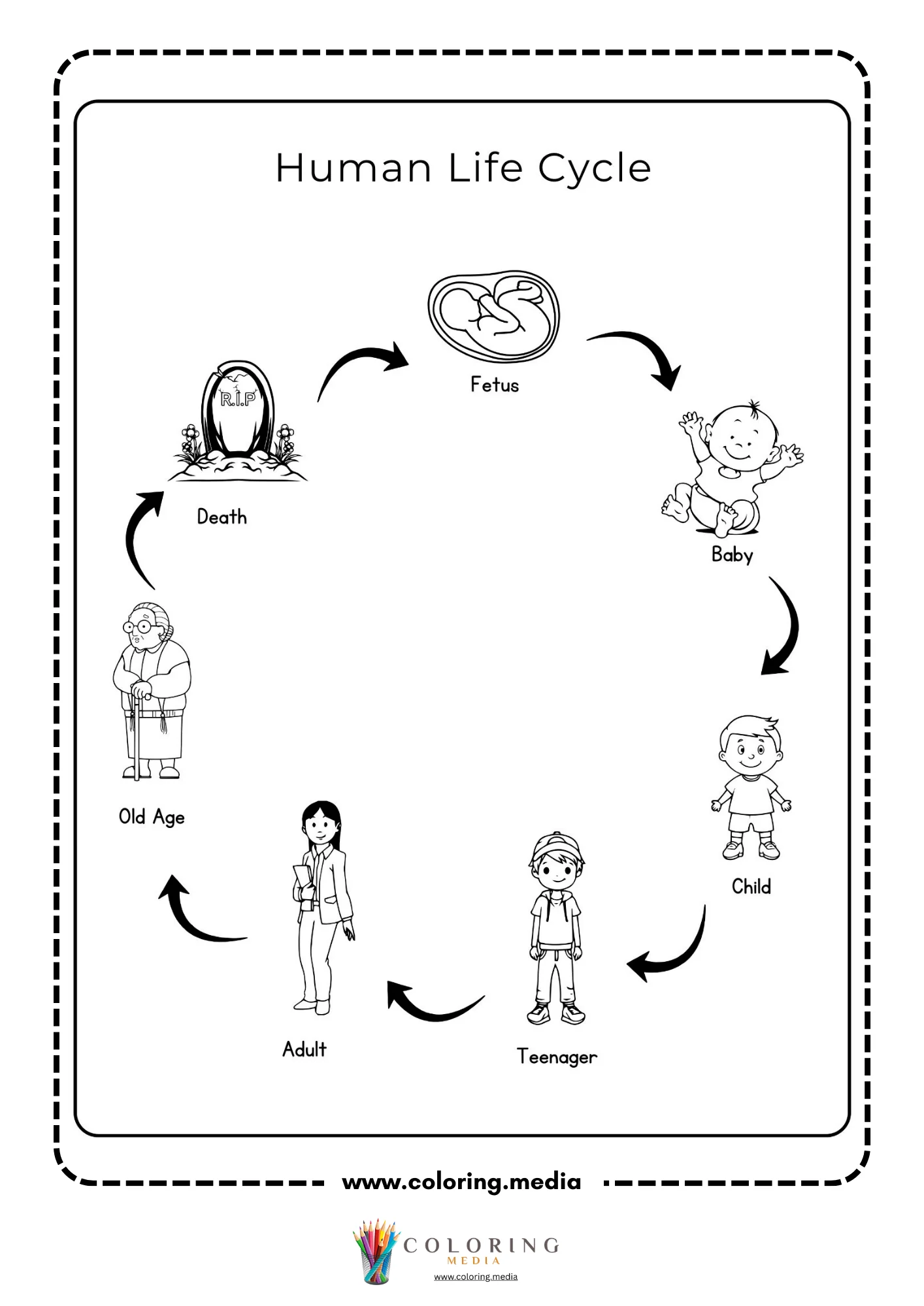 Human life cycle diagram with six stages
