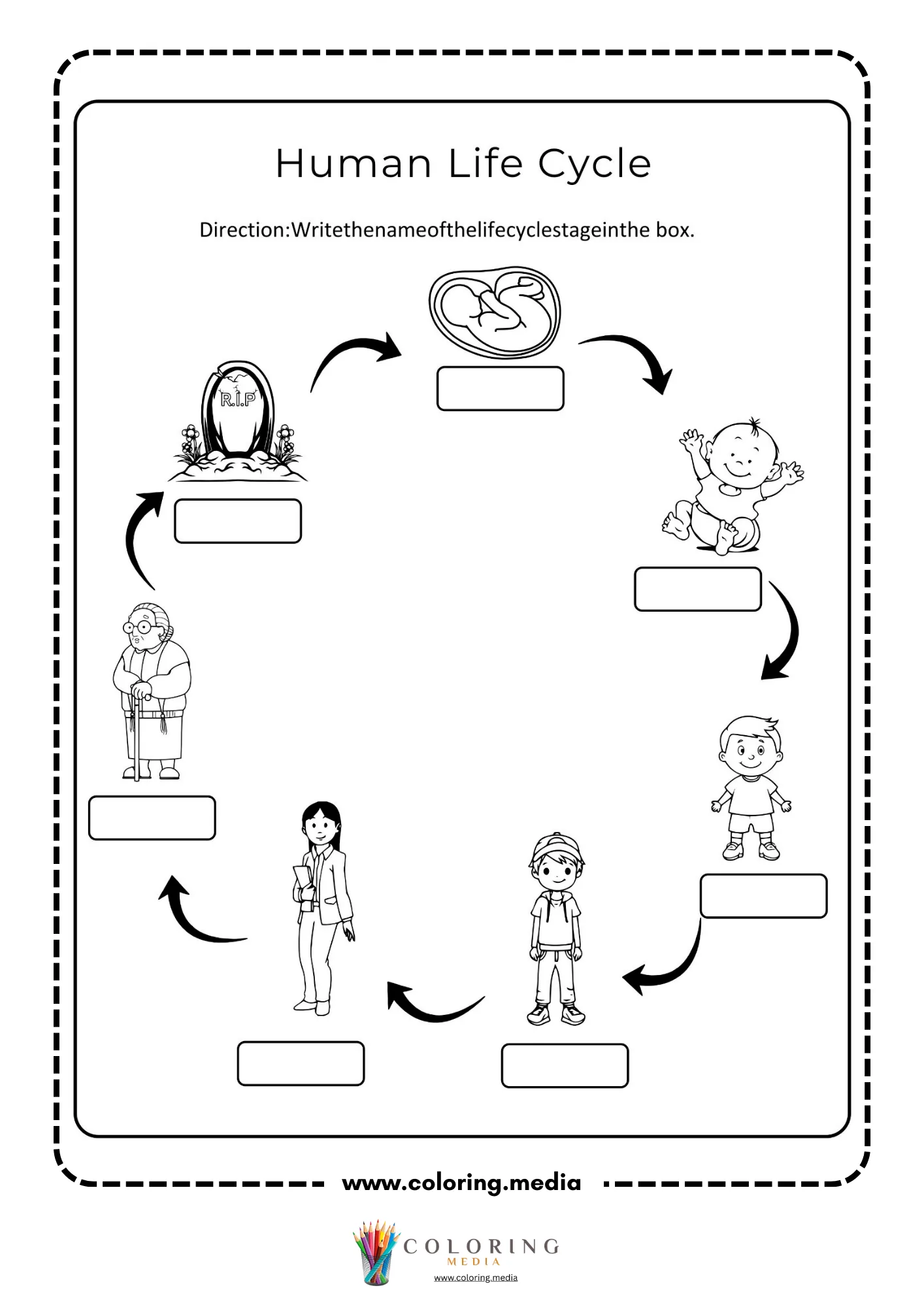 Fill-in human life cycle worksheet