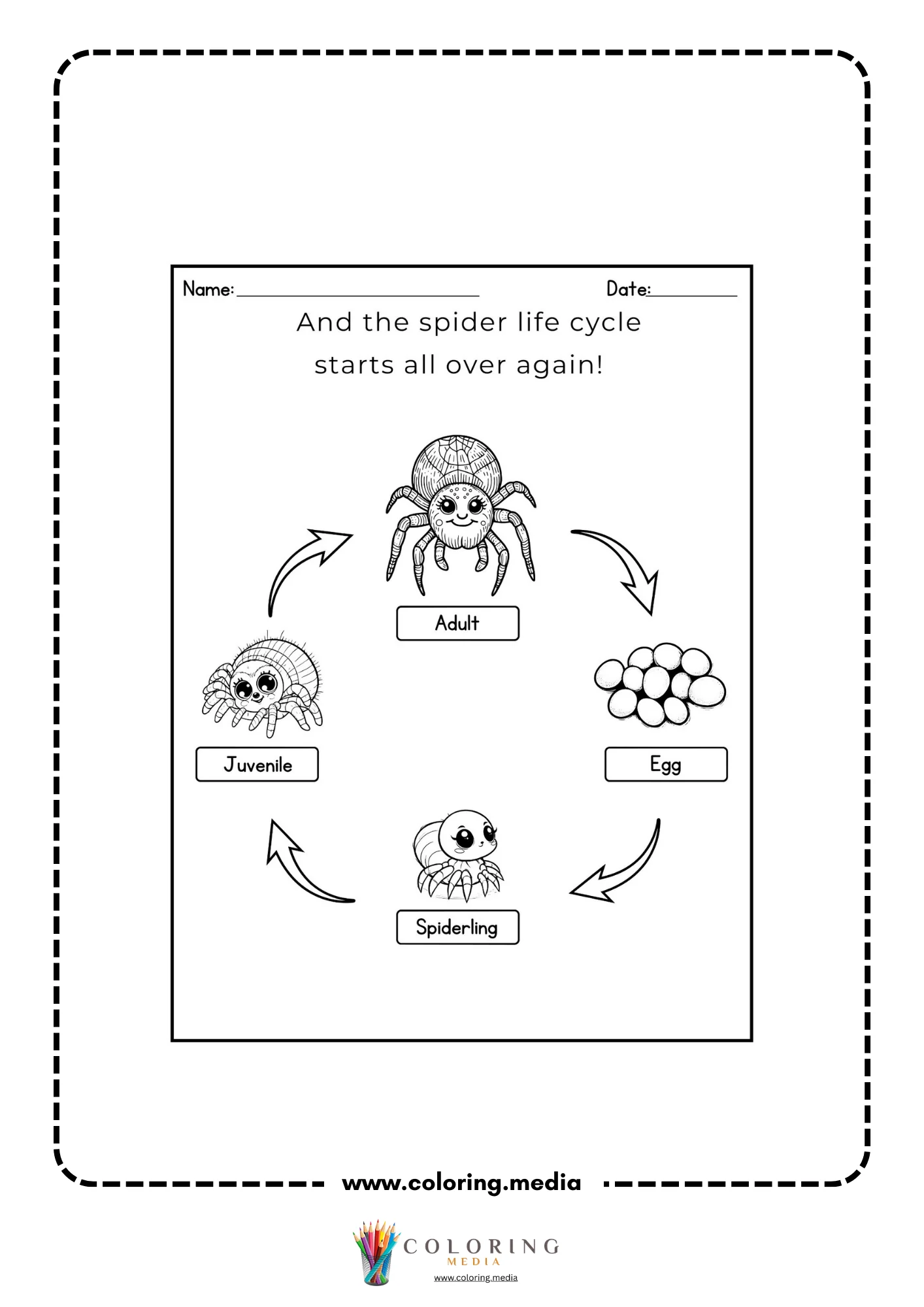 Spider life cycle diagram