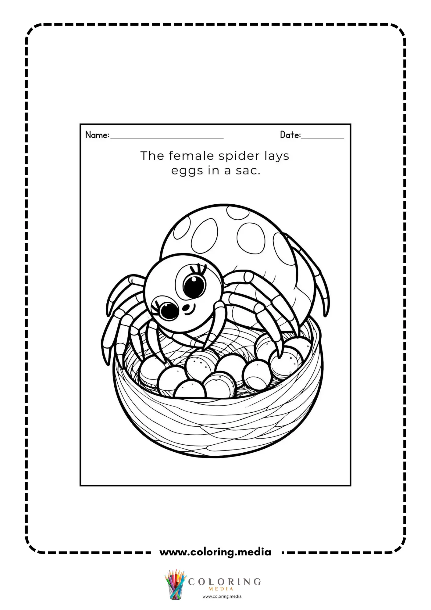 Female spider lays eggs in a sac
