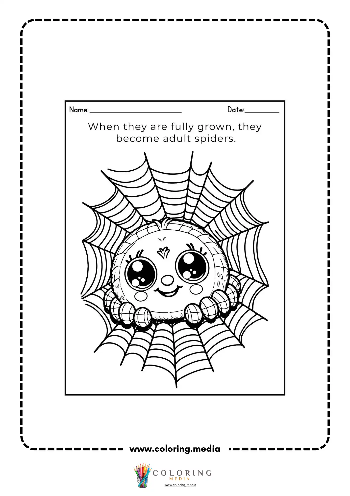 Adult spider on a web