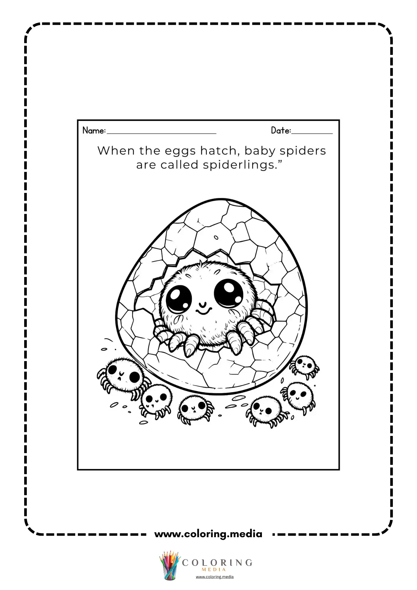 Baby spiders are called spiderlings