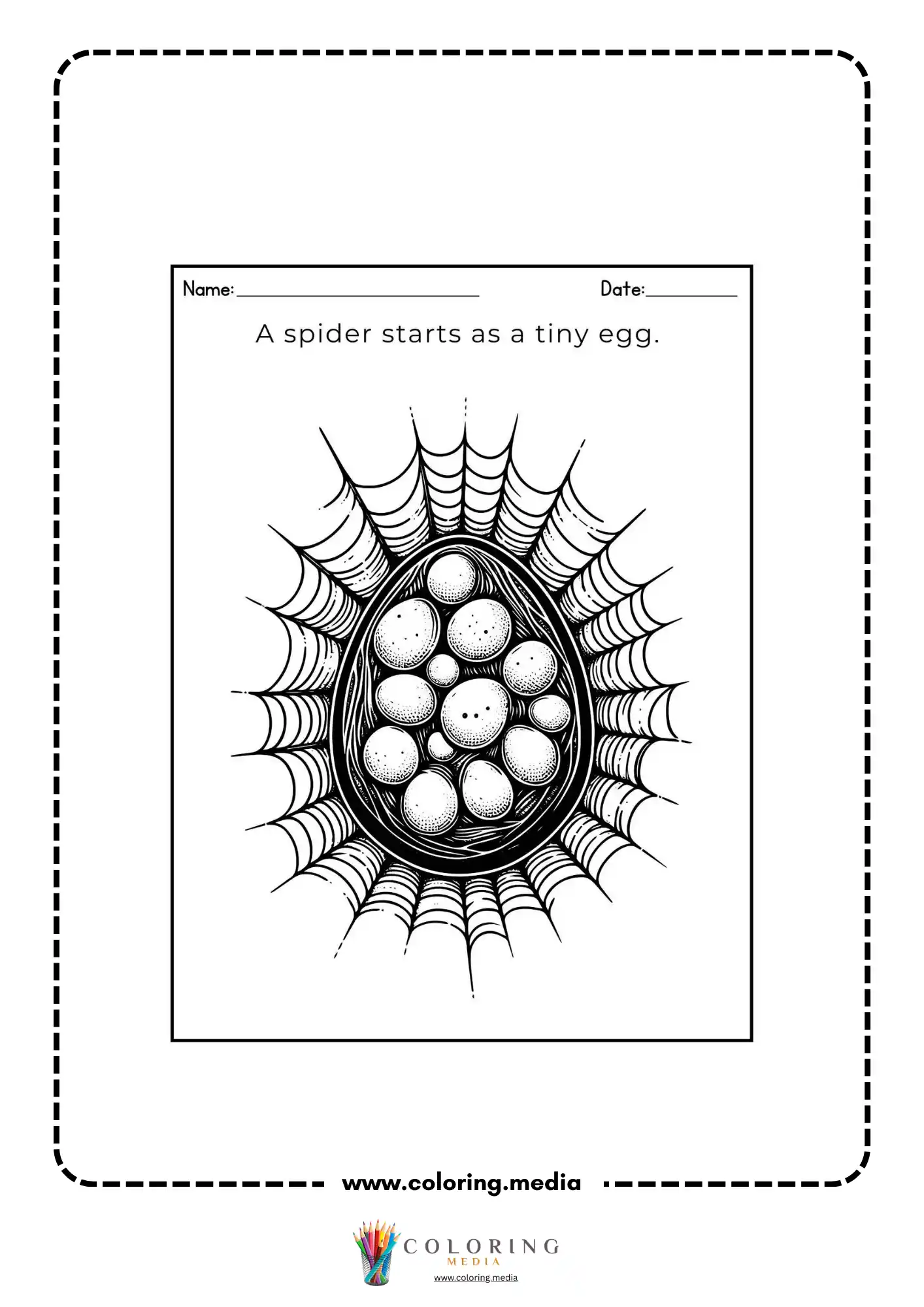 Spider starts as a tiny egg