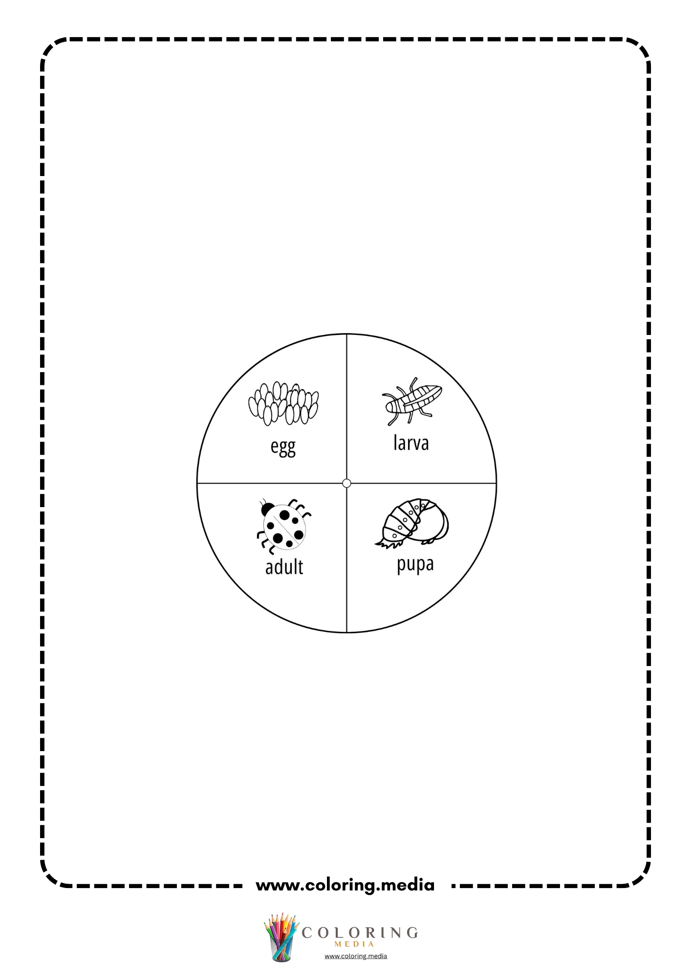 Ladybug life cycle wheel