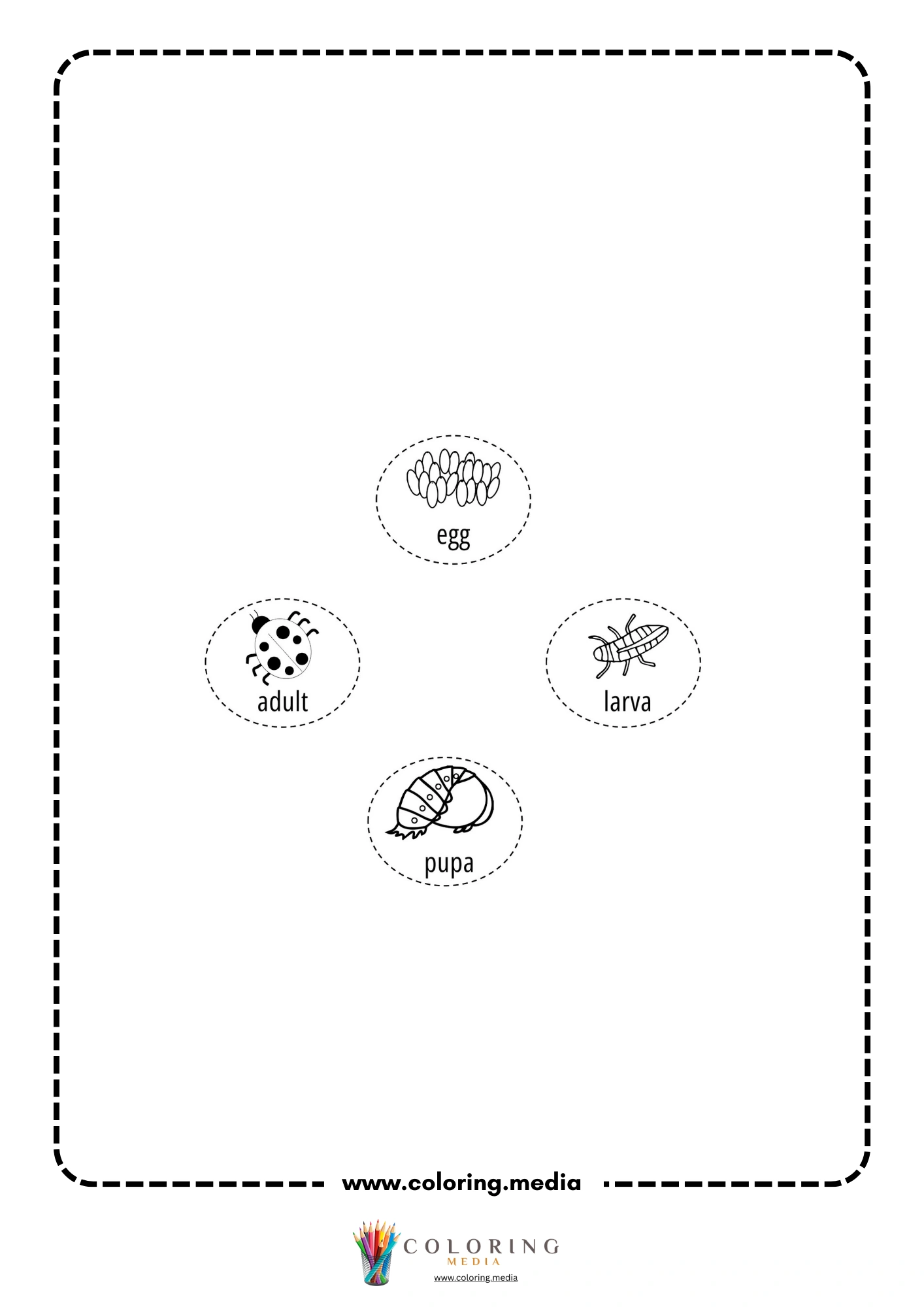Ladybug life cycle cards