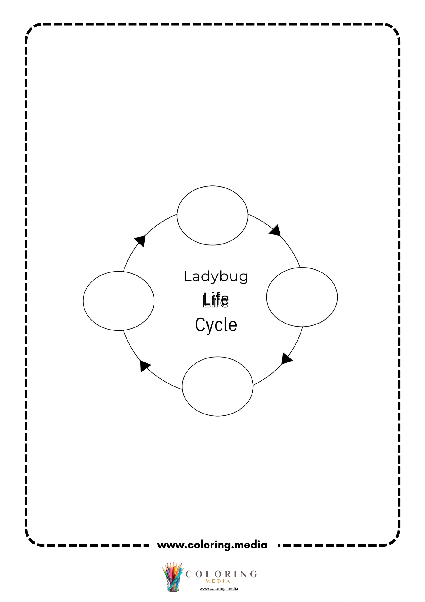 Blank ladybug life cycle diagram