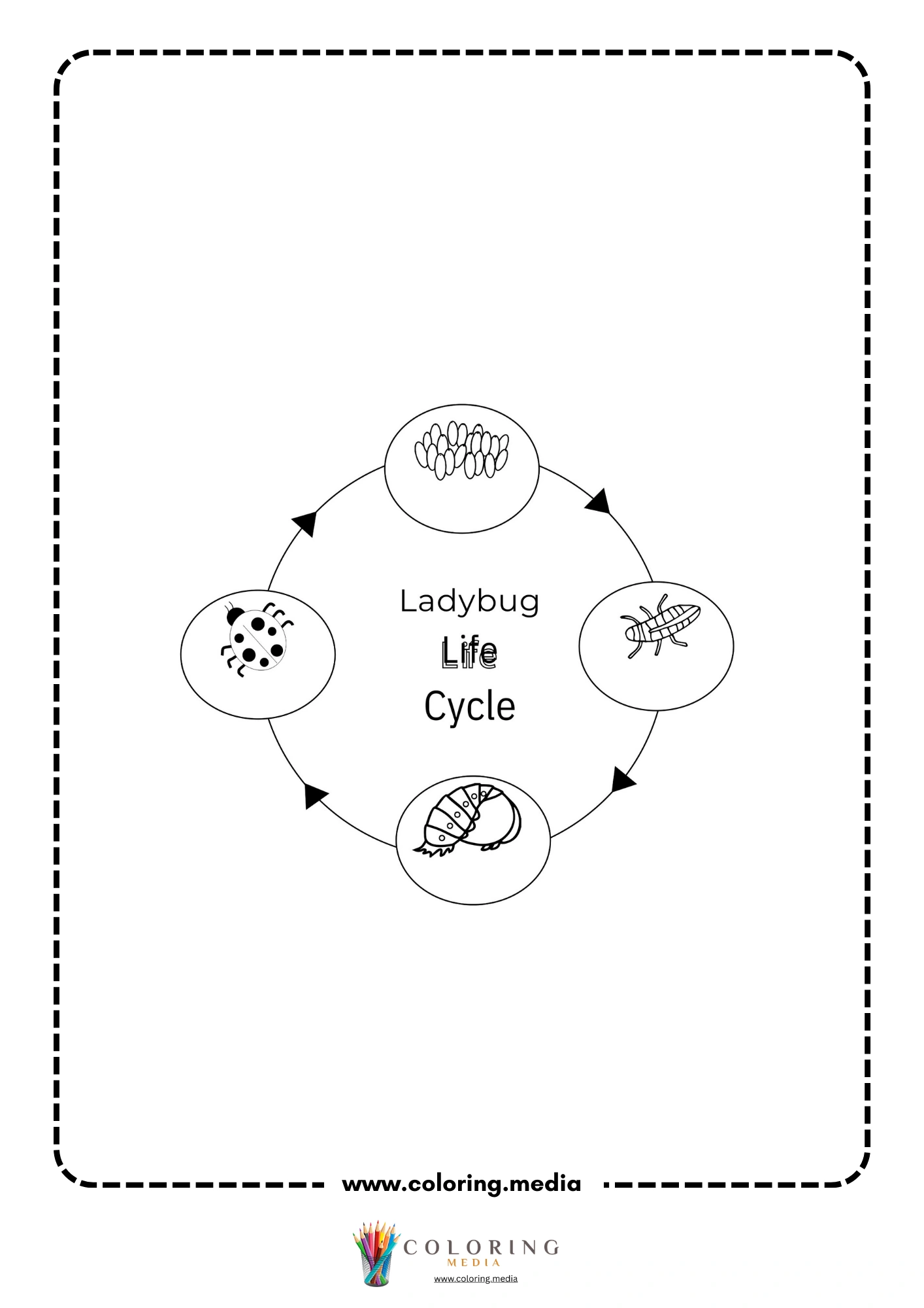 Blank ladybug life cycle chart