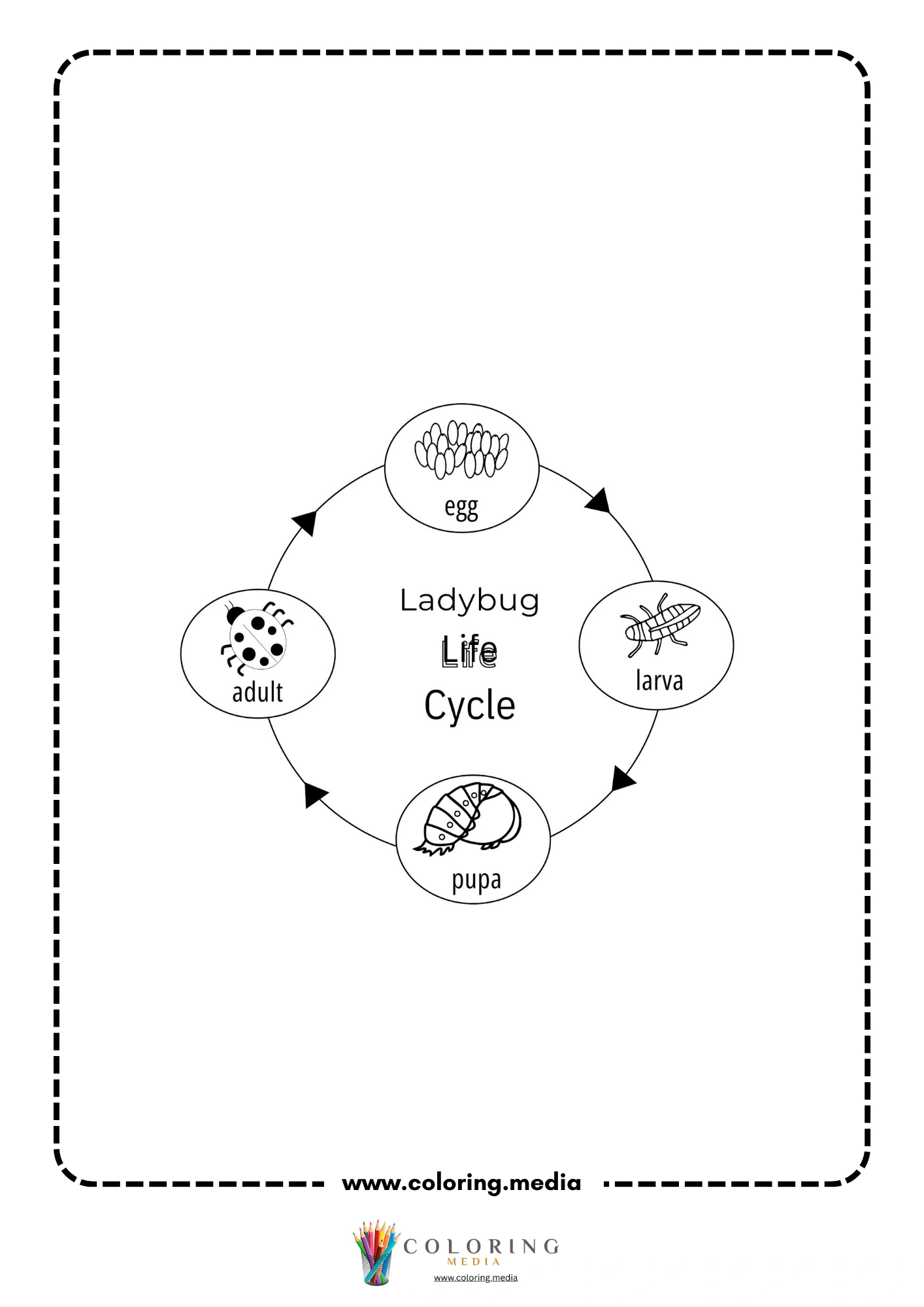 Ladybug life cycle stages
