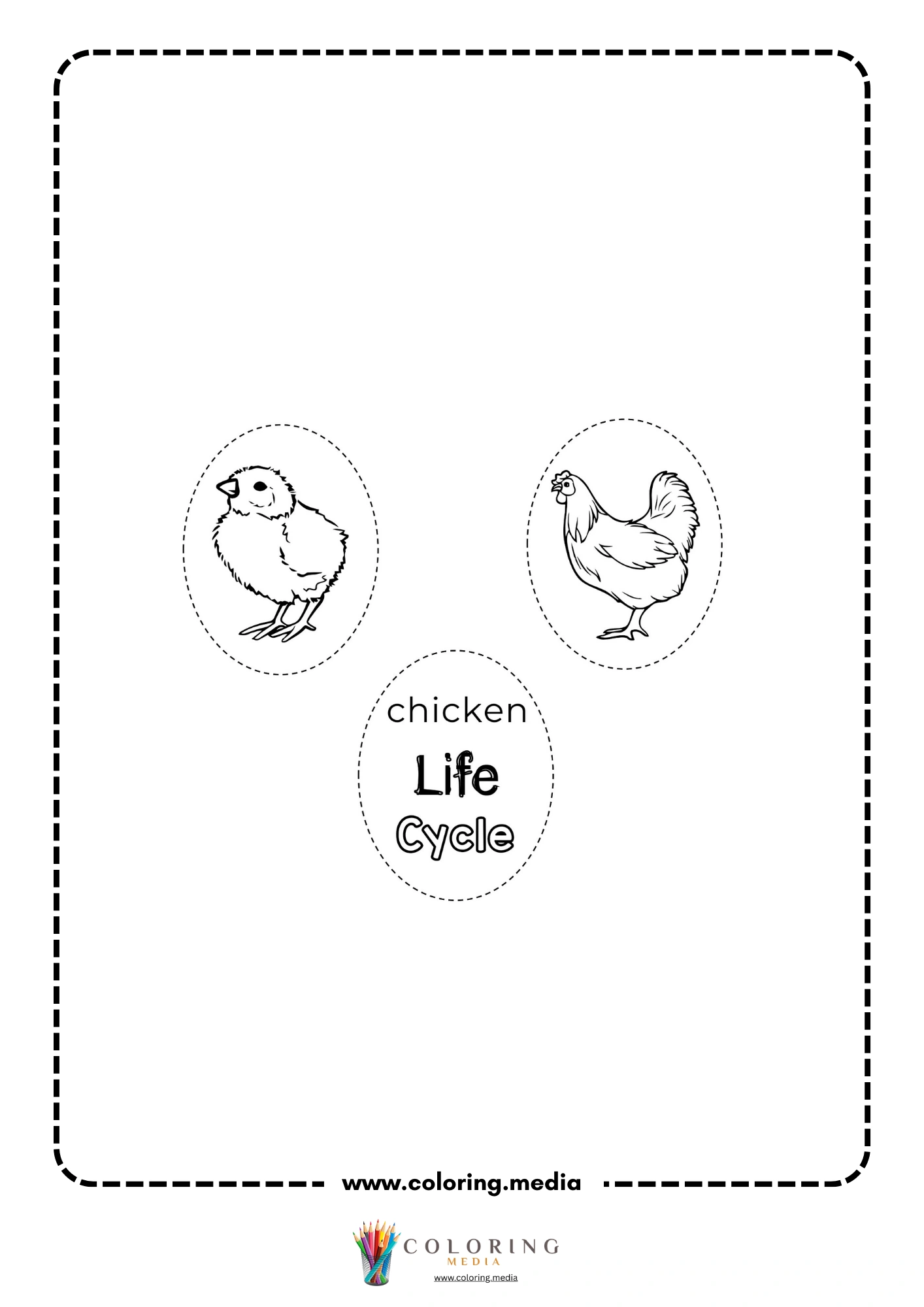 Nest eggs, embryo, hen, hatching chick, and chick